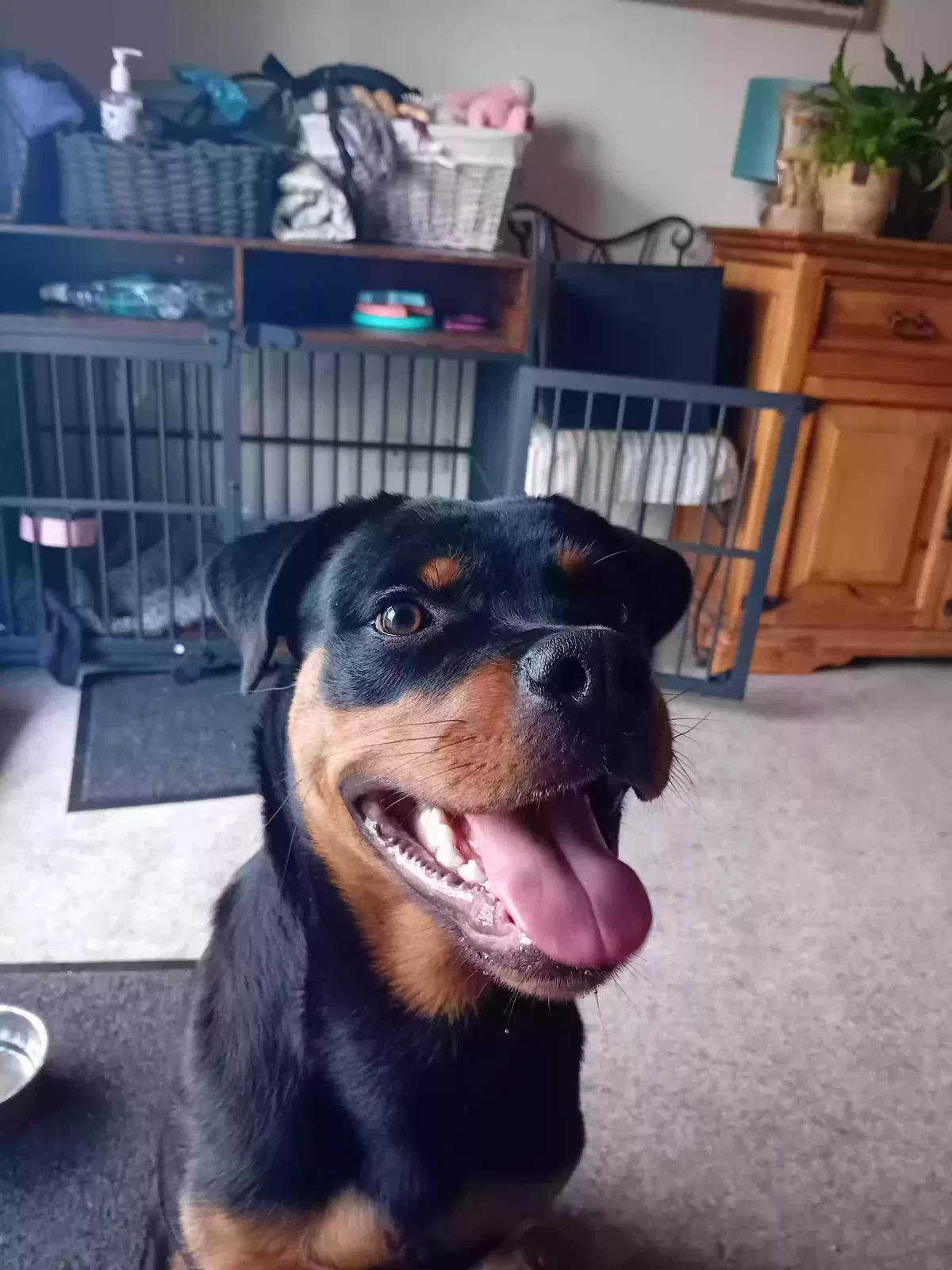 roxy, rottie Dog for adoption in Edinburgh, Scotland