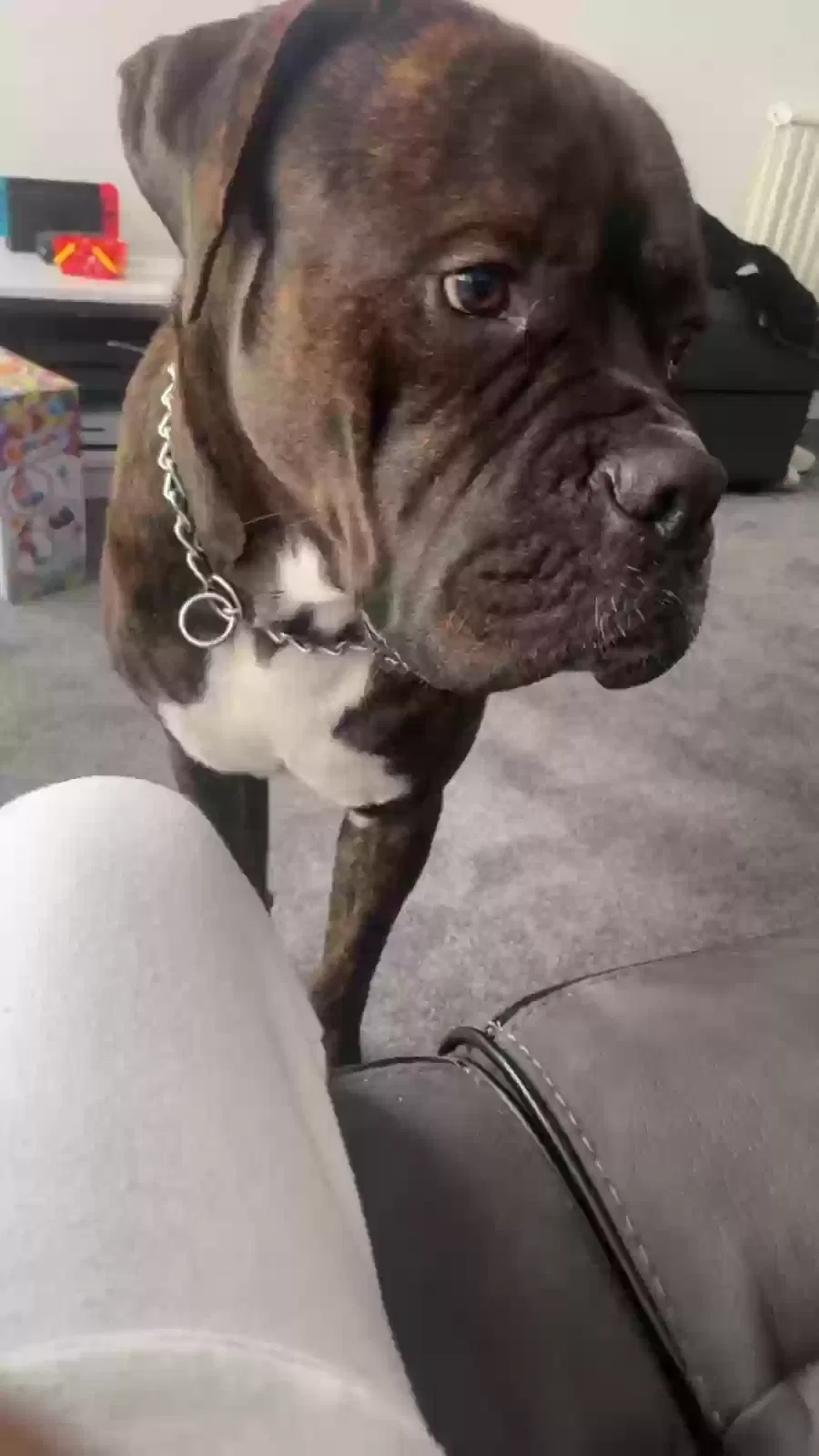 Major, Unknown Dog for adoption in London, England