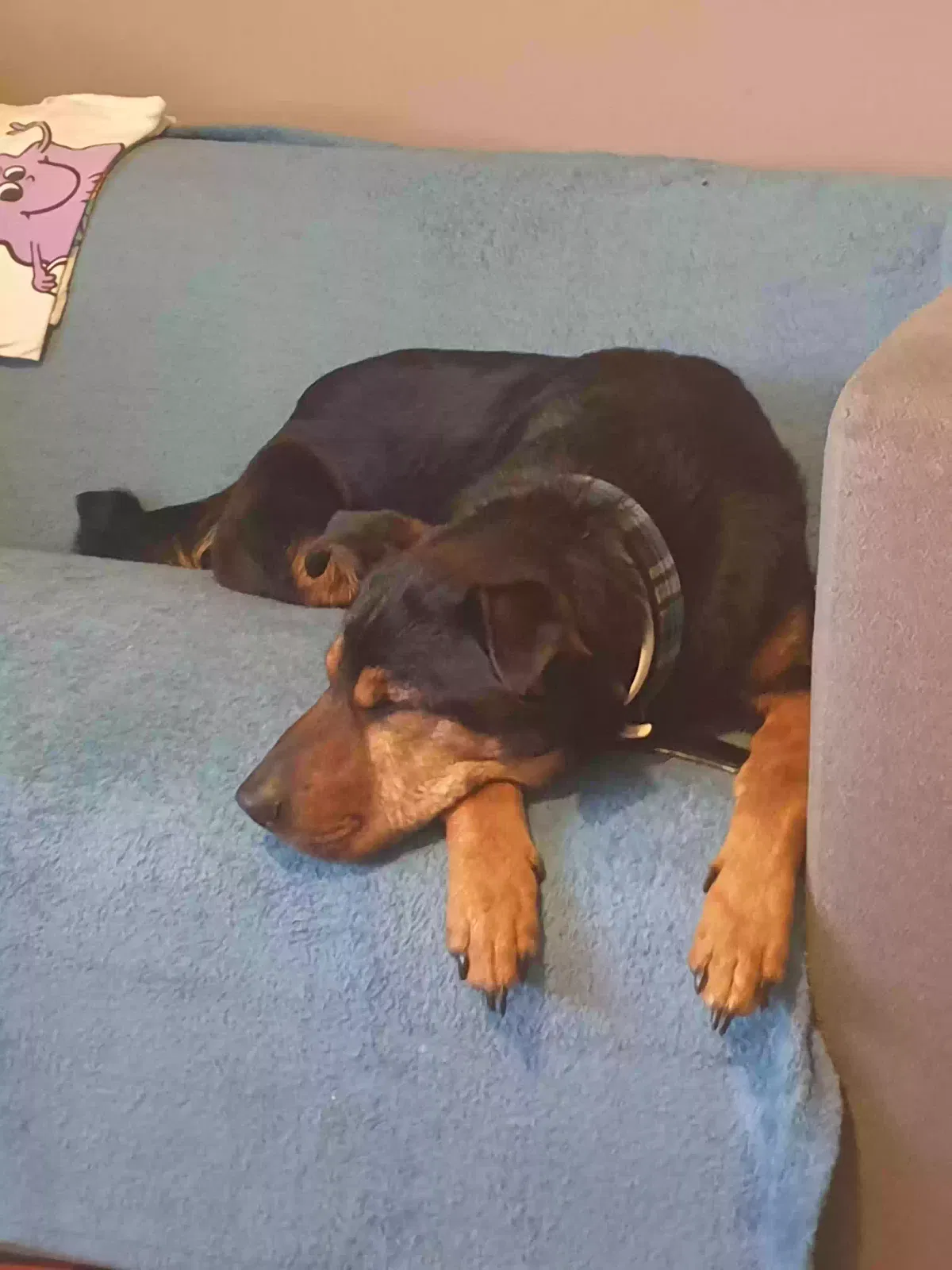Rocky, Rottweiler Dog for adoption in Wolverhampton, England