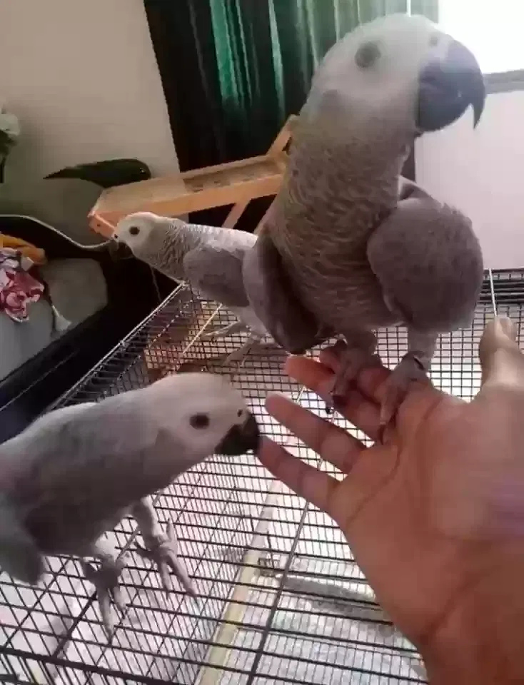 Loris, Parrot Bird for adoption in Inverness, Scotland