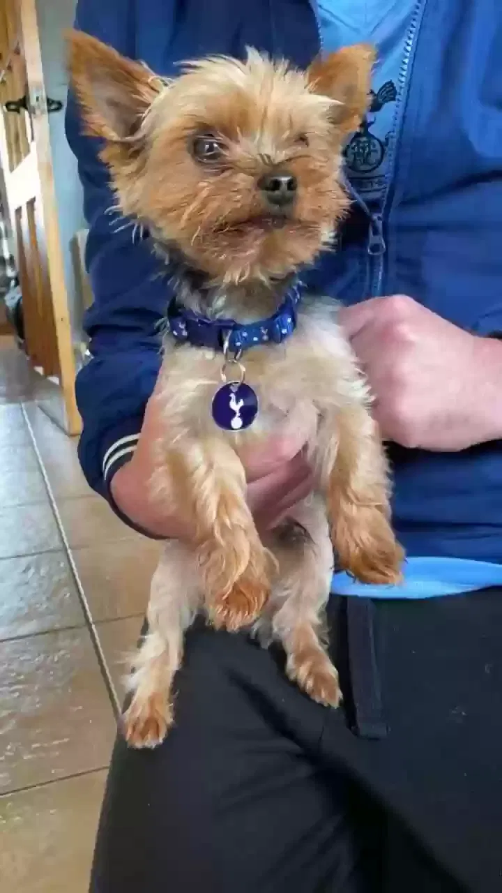 Teddy, Yorkies Dog for adoption in Bristol, England
