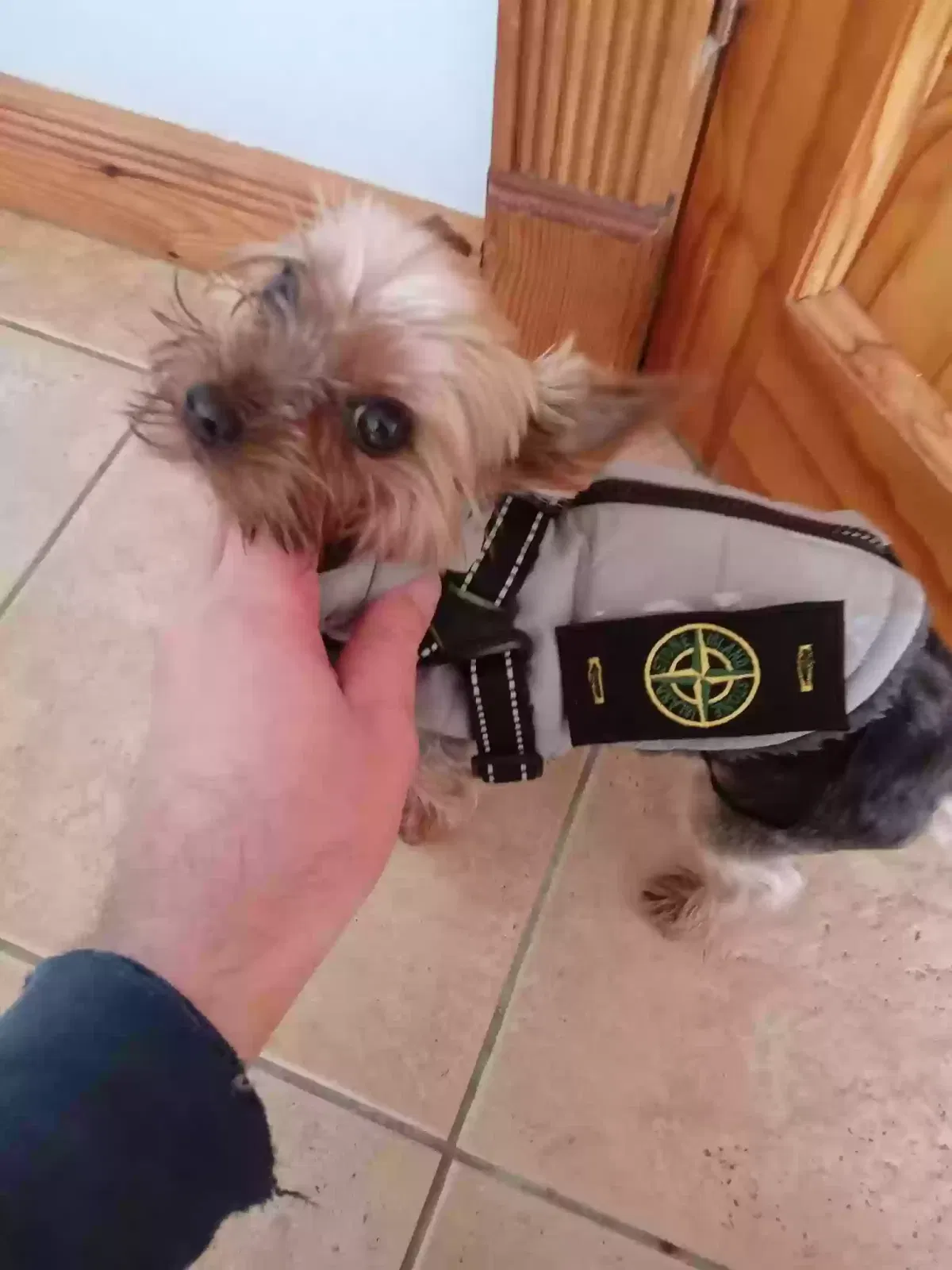 Teddy, Yorkies Dog for adoption in Bradford, England