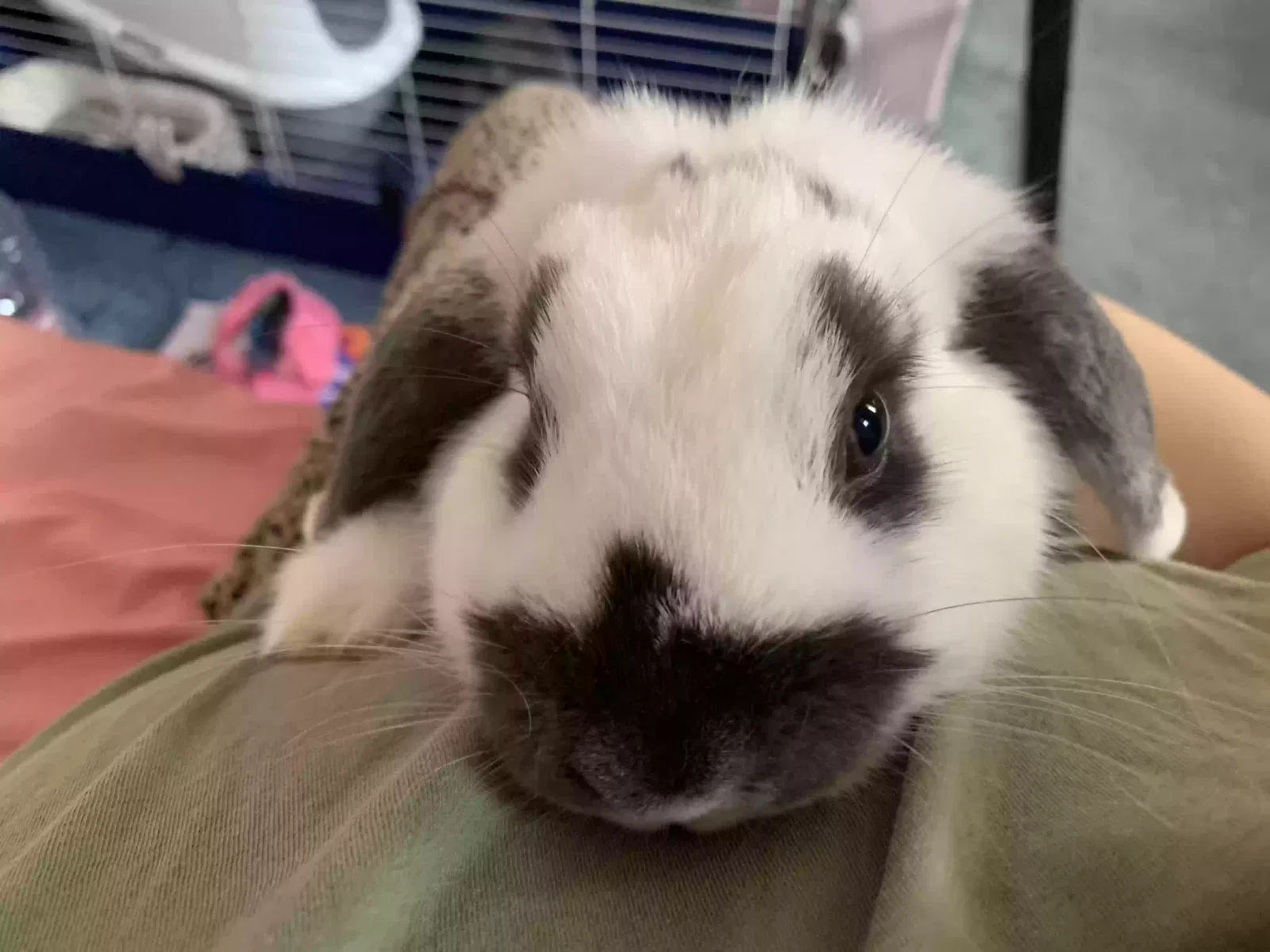 Matcha, Minilop Pet for adoption in Chelmsford, England