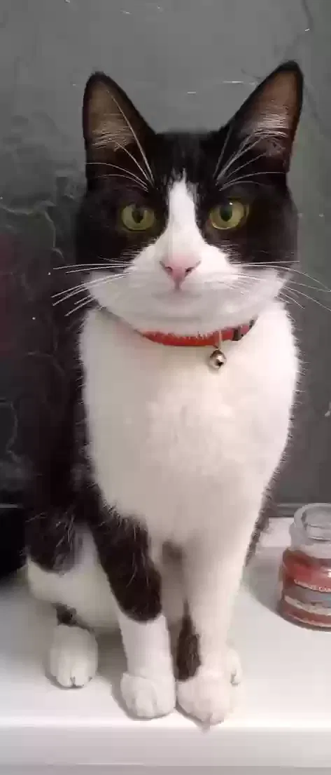 Coco, Unknown Cat for adoption in Portsmouth, England