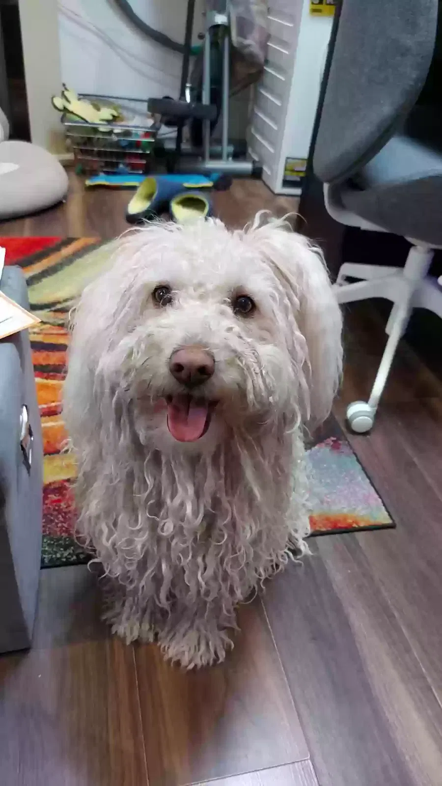 Starbug, hungarian puli mix Dog for adoption in London, England