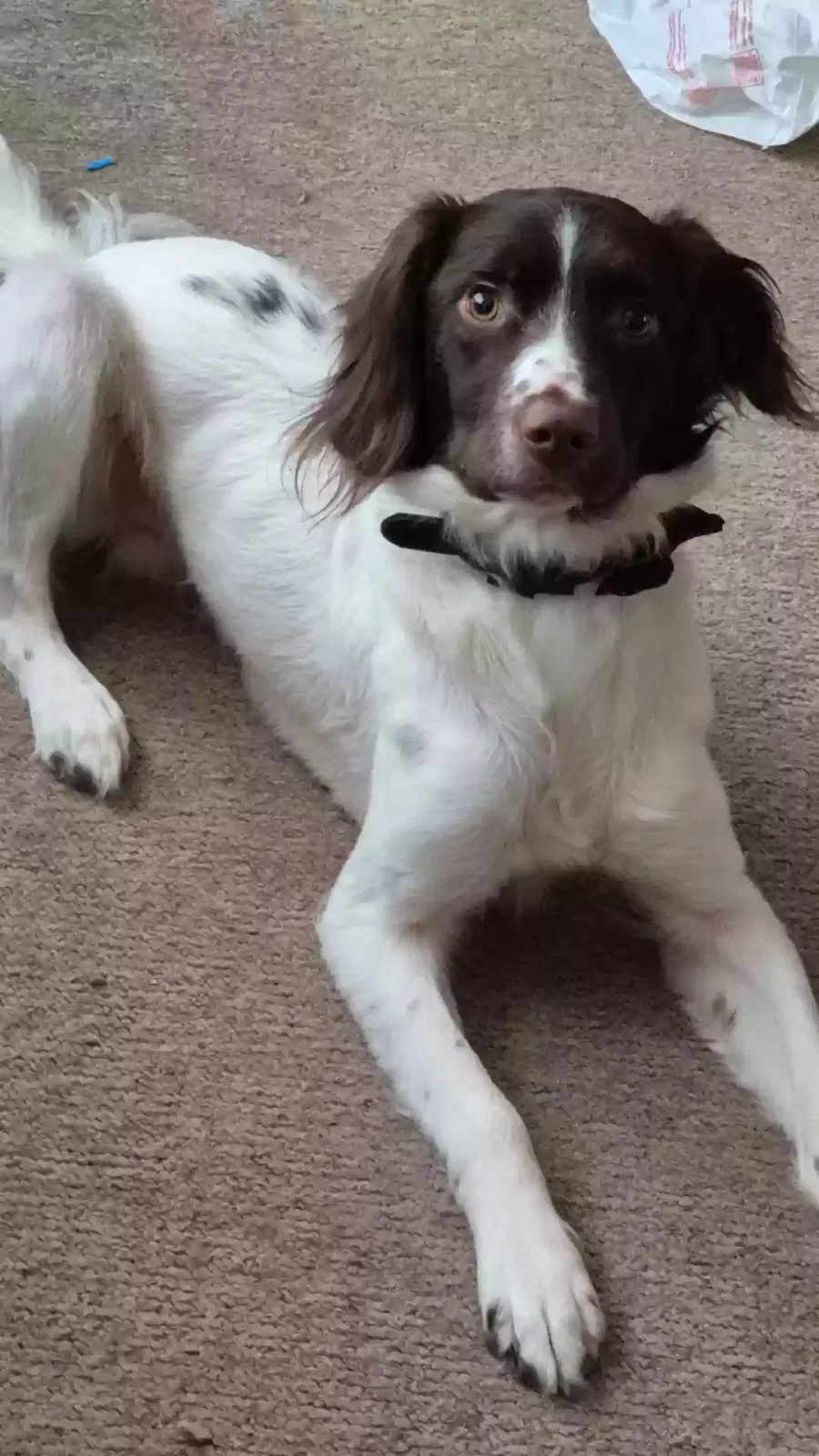 Ozzy, Sprollie Dog for adoption in Dundee, Scotland