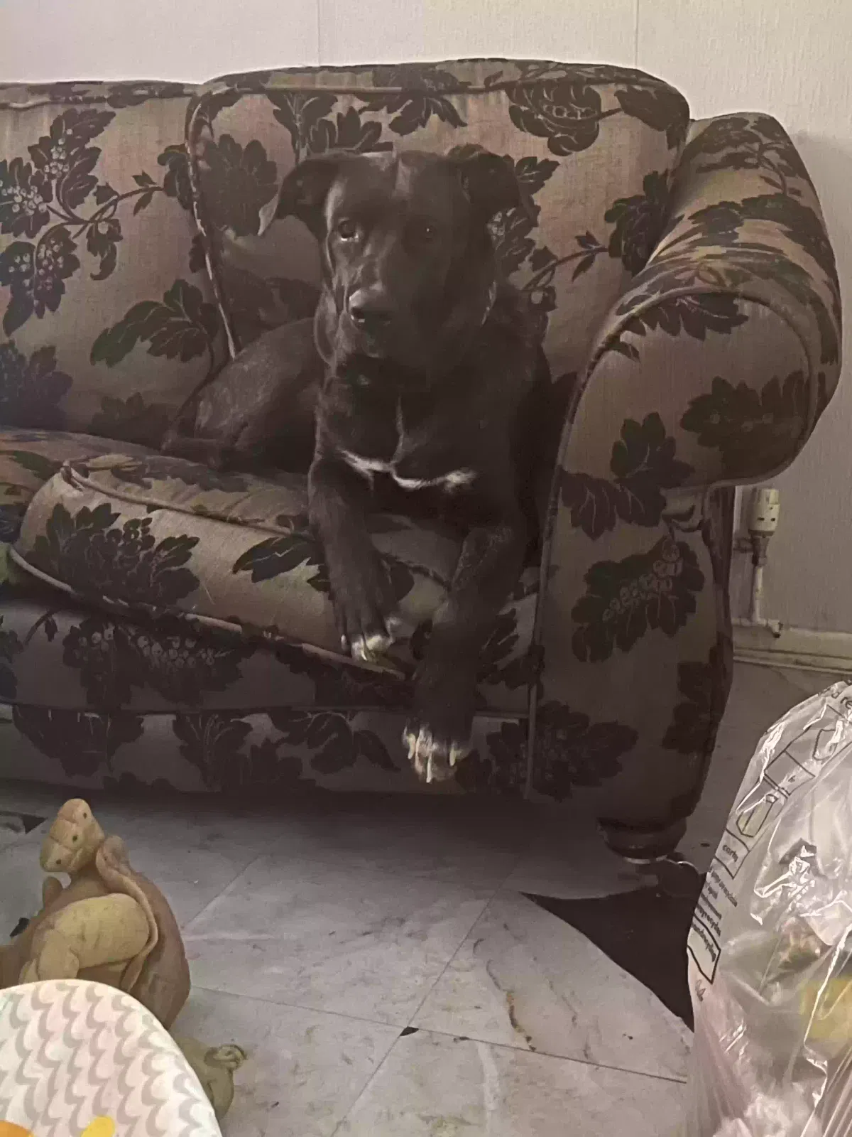 Caine, Cane corso Dog for adoption in Canterbury, England