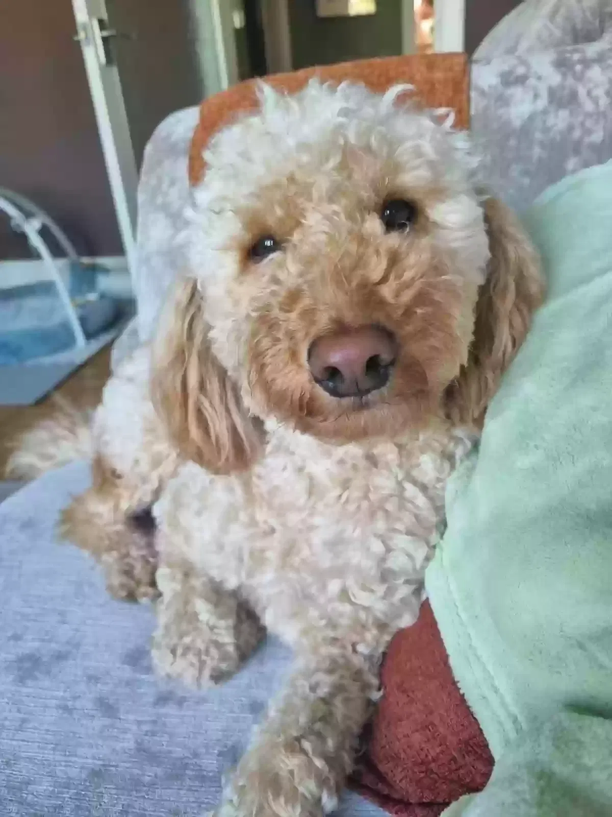 Dog, Cockapoo Dog for adoption in Glasgow, Scotland