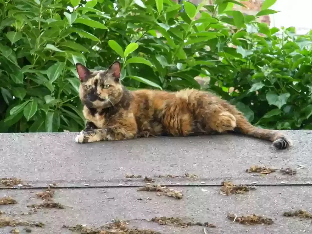Tilly, Unknown Cat for adoption in York, England