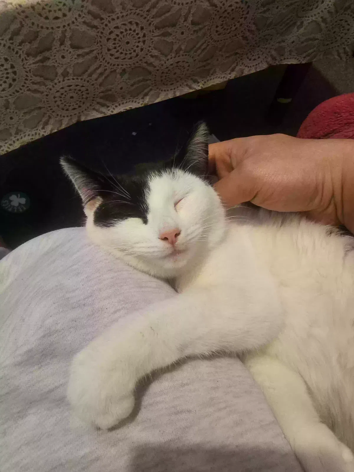 Polly, Unknown Cat for adoption in Leeds, England