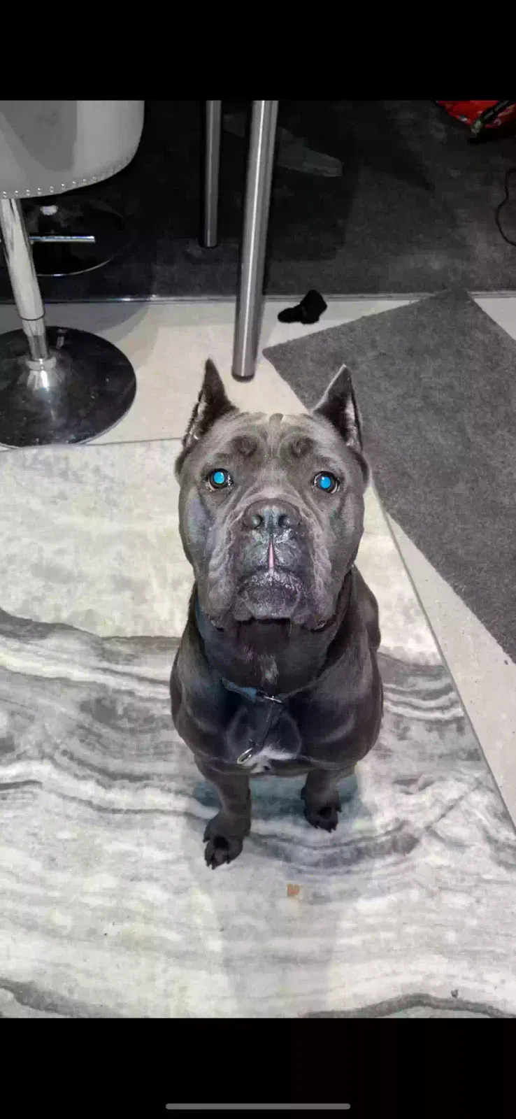 Zuki, Cane corso (Italian mastiff) Dog for adoption in Manchester, England