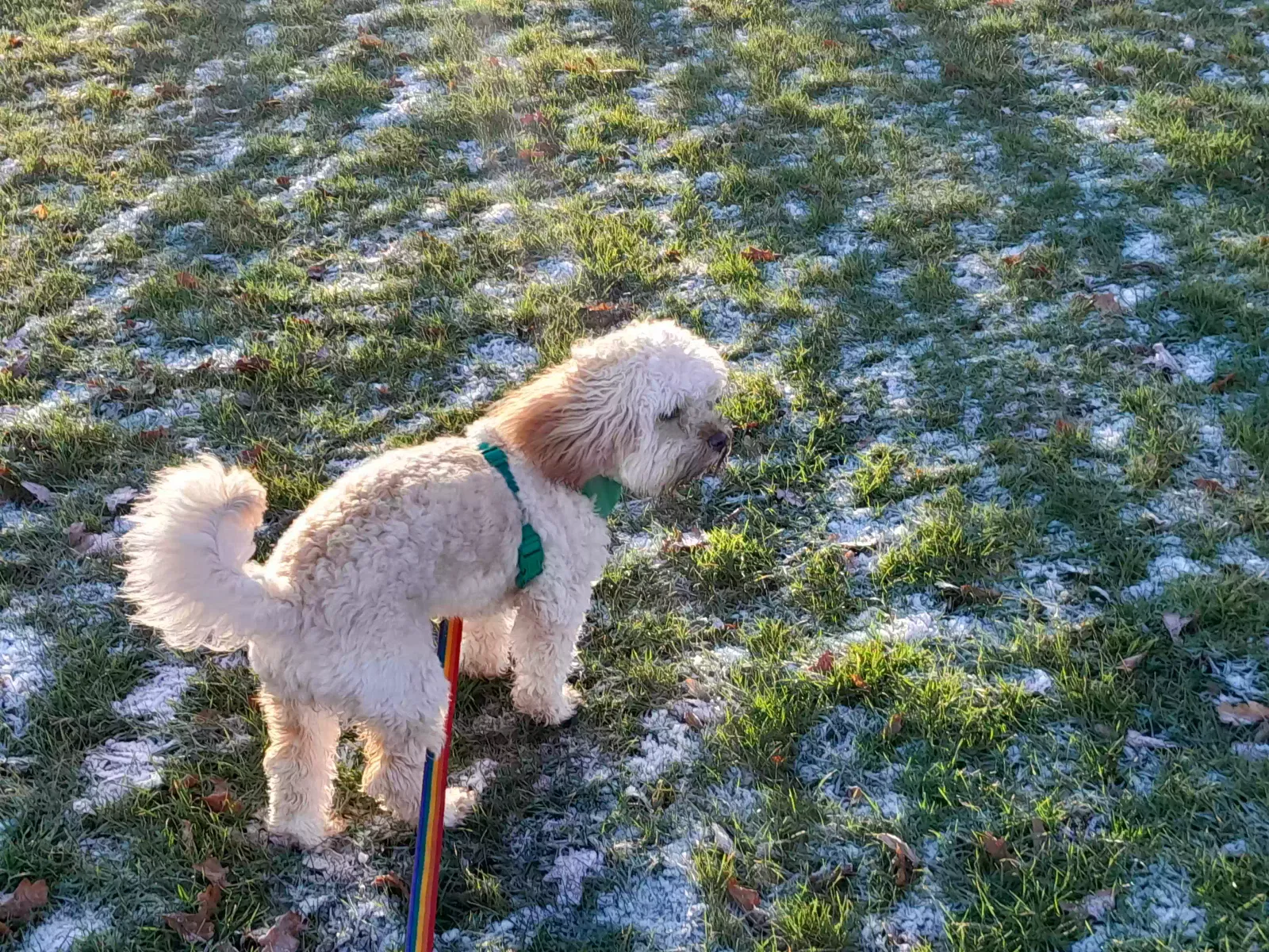Max, Cavapoo Dog for adoption in Peterborough, England
