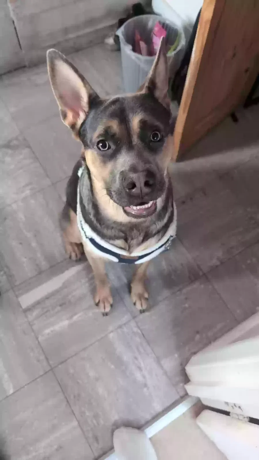 Hades, American bulldog x German shepherd Dog for adoption in Brighton & Hove, England