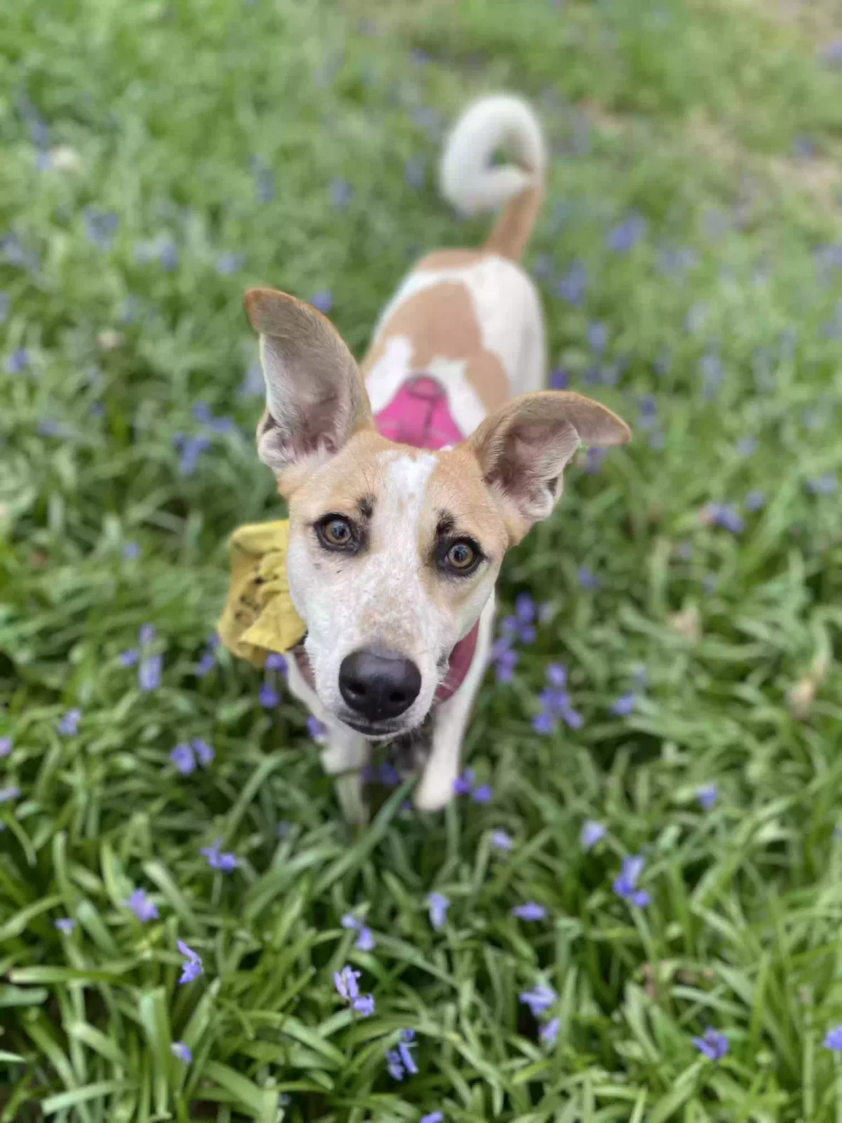 Bambi, Crossbreed Dog for adoption in London, England