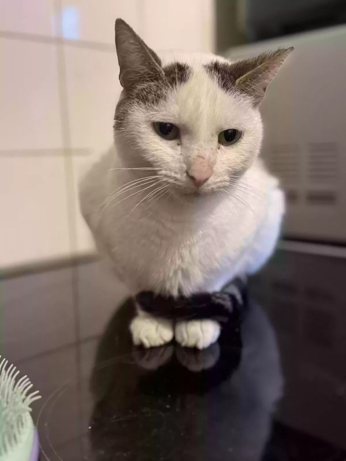 Aries, Unknown Cat for adoption in Portsmouth, England