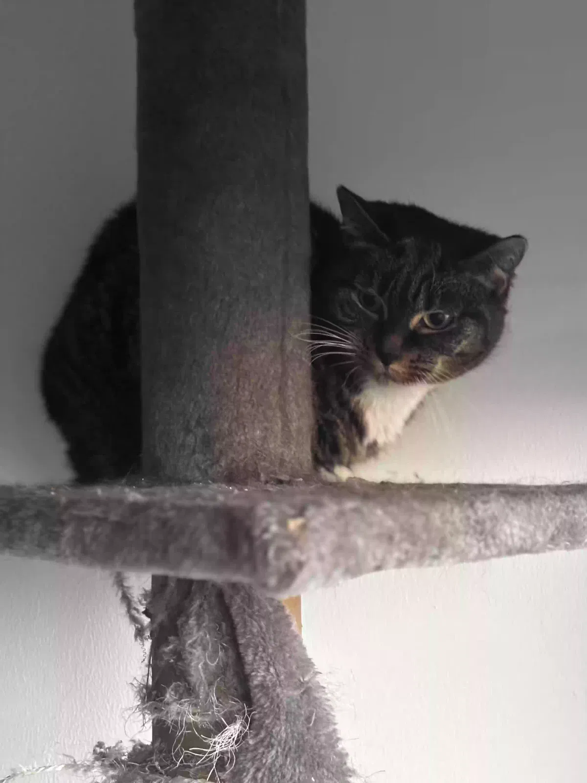 Teddy, Domestic shorthair Cat for adoption in Portsmouth, England