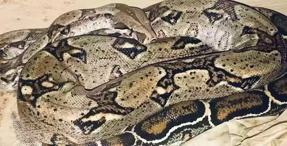 Flo, Drawf pastel boa consticter Reptile for adoption in Southampton, England