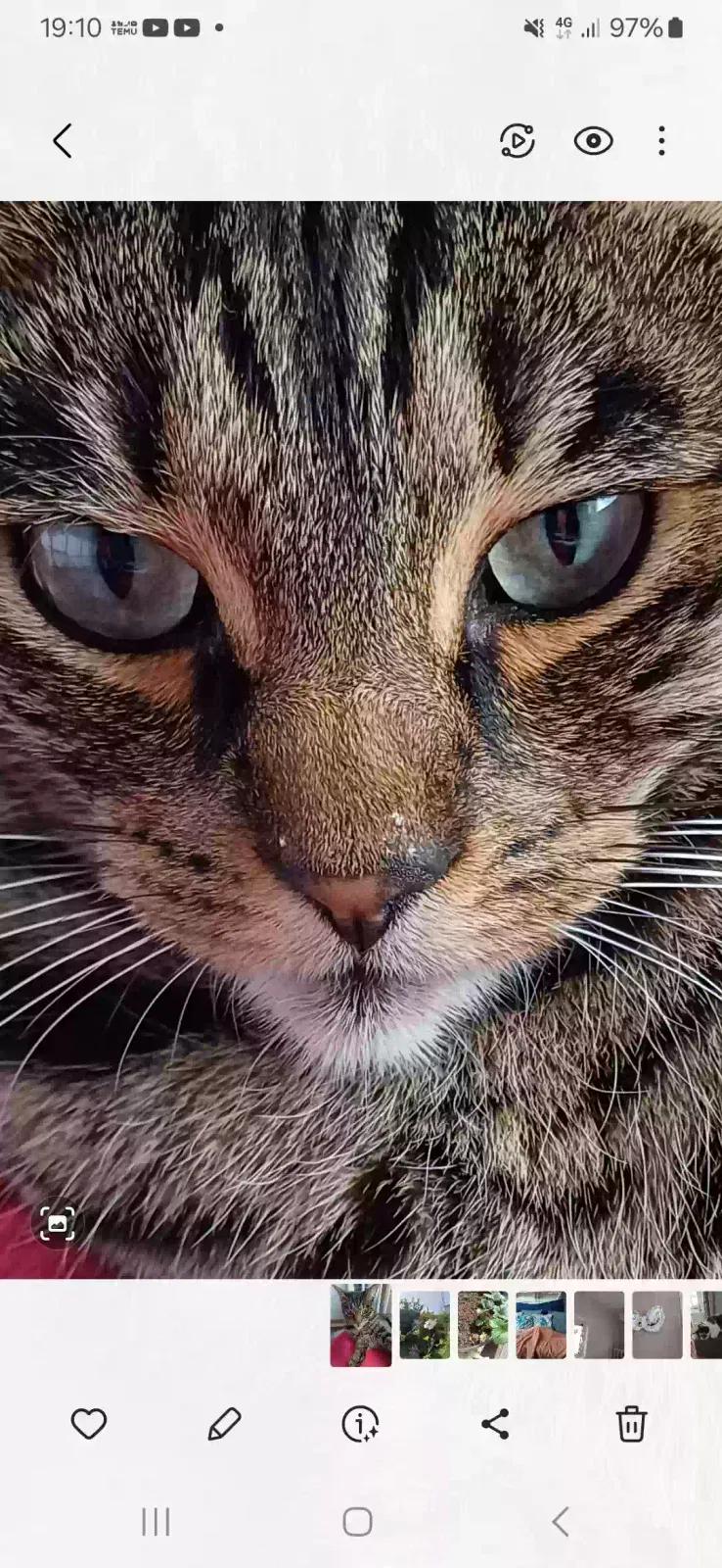 Tiger, Bengal mix Cat for adoption in Canterbury, England