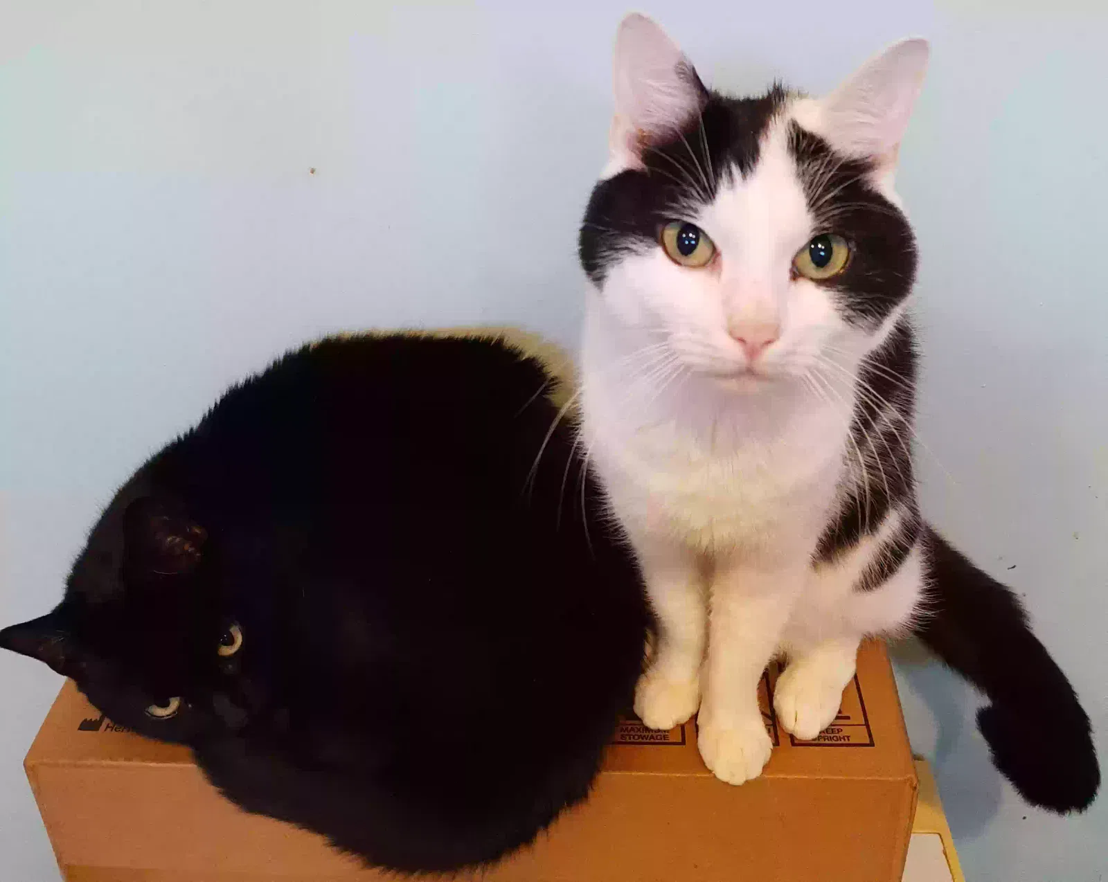 Dash and JackJack, Unknown Cat for adoption in Liverpool, England