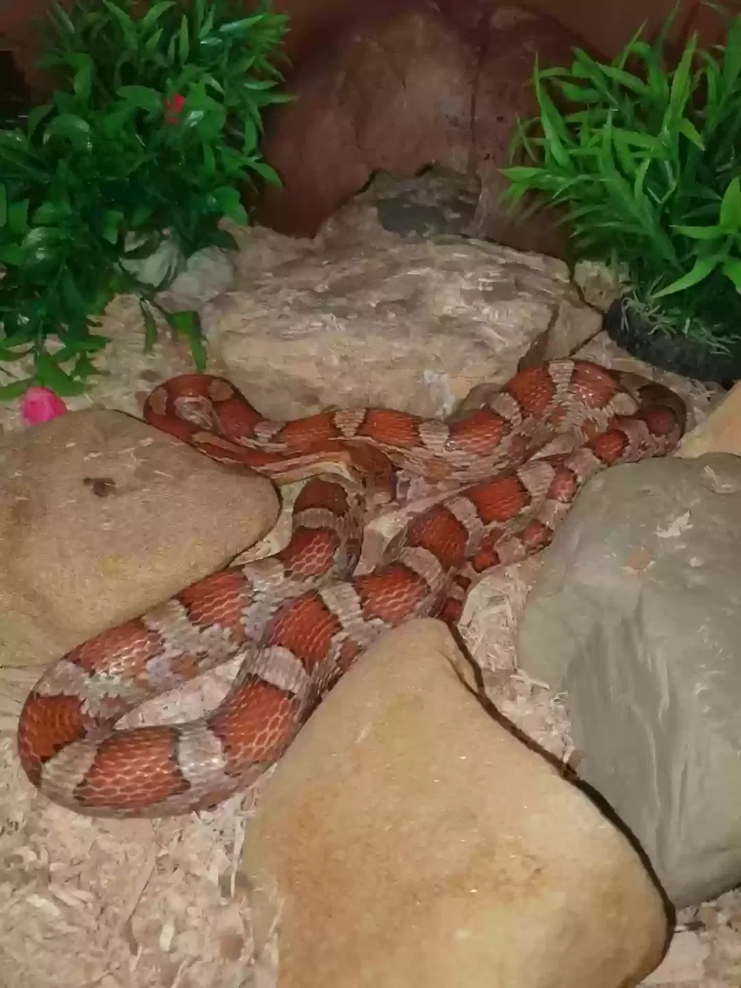 Sydney, Carolina red corn snake Reptile for adoption in Newcastle Upon Tyne, England