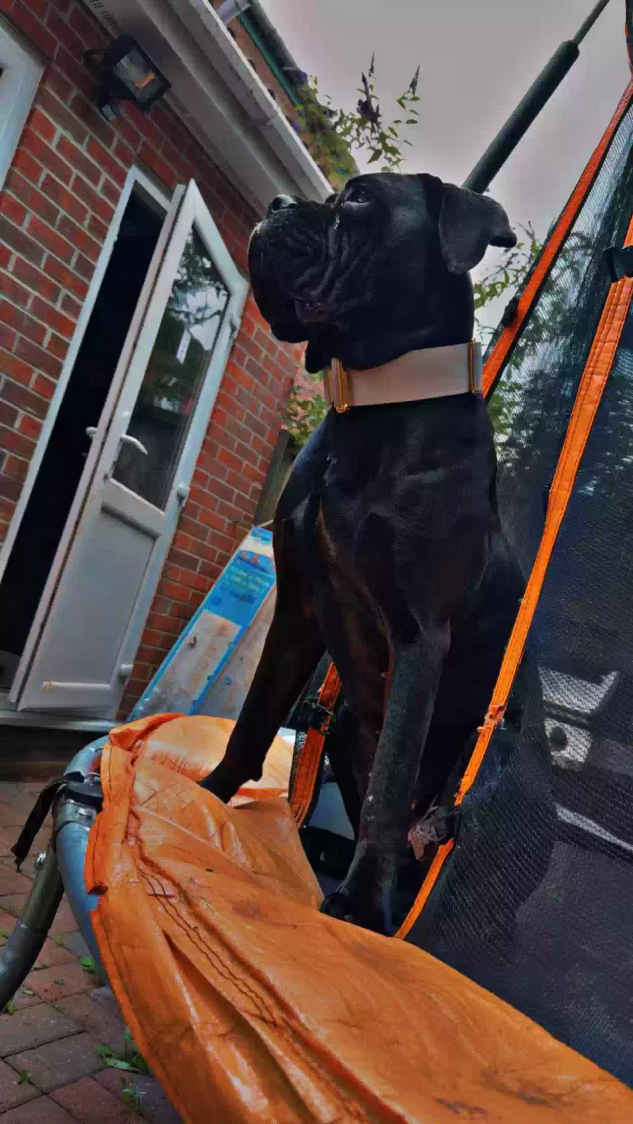 Jet, CaneCorso Dog for adoption in Derby, England