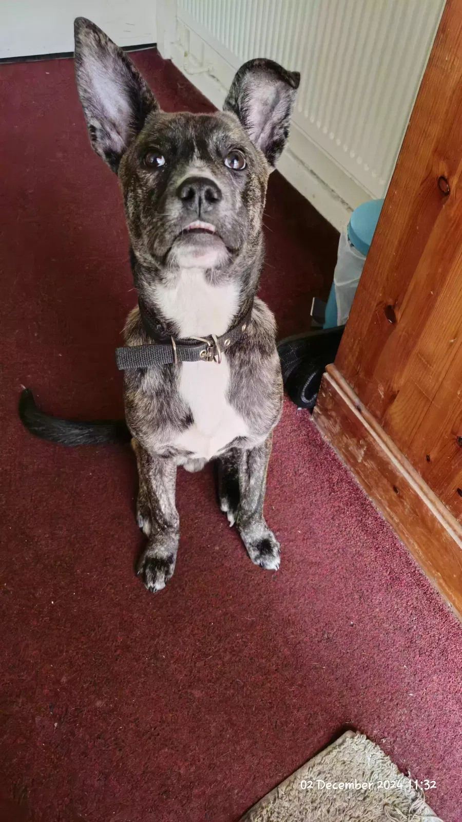 brindle, 4 breeds Dog for adoption in Lichfield, England