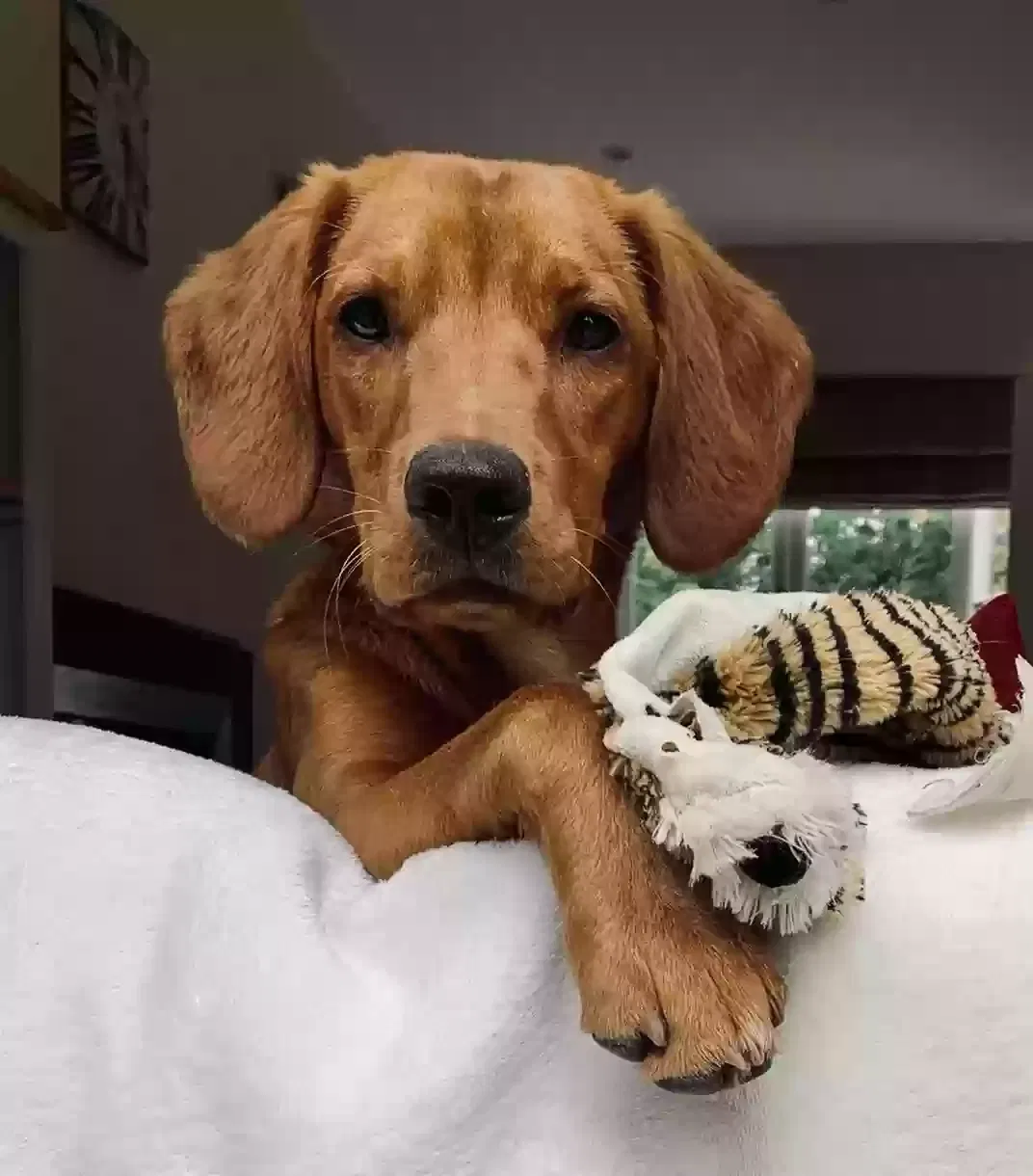 Maverick, Cockerdor Dog for adoption in Gloucester, England
