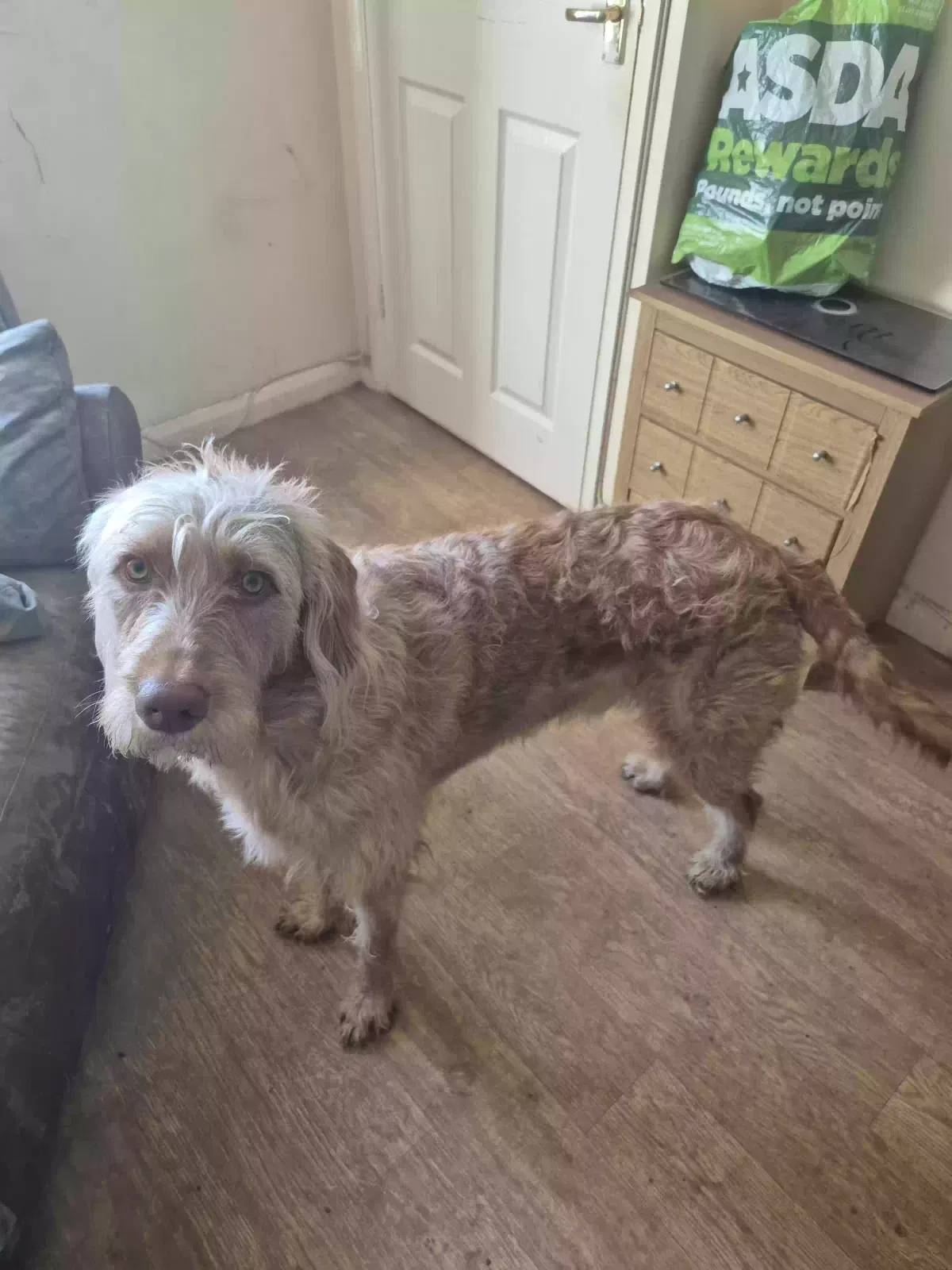 Charlie, Wire haired LABRADOODLE Dog for adoption in Derby, England