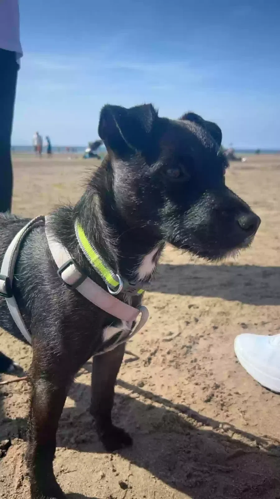 Hugo, Patterdale terrier Dog for adoption in Glasgow, Scotland
