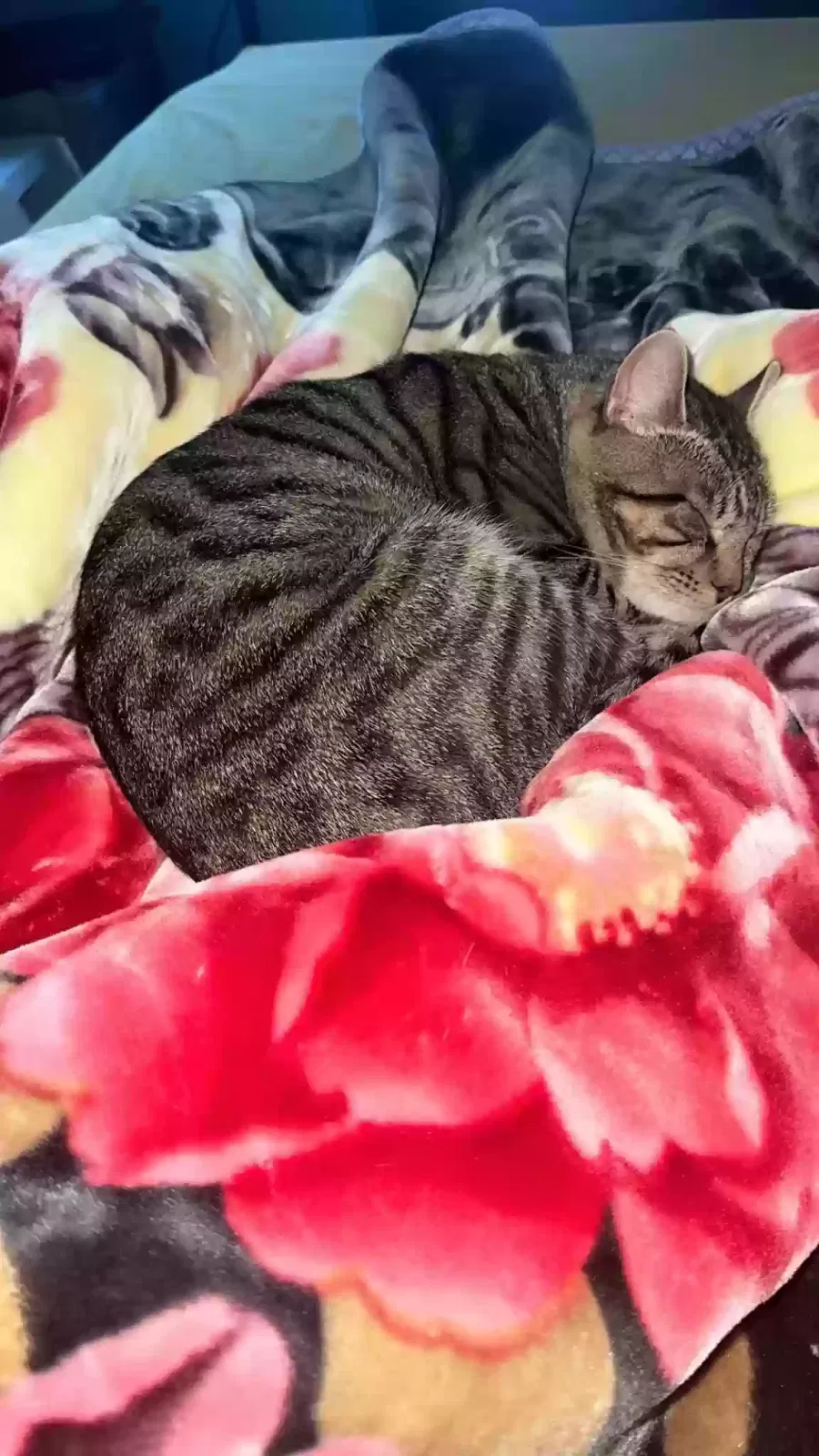 Milo, Unknown Cat for adoption in London, England