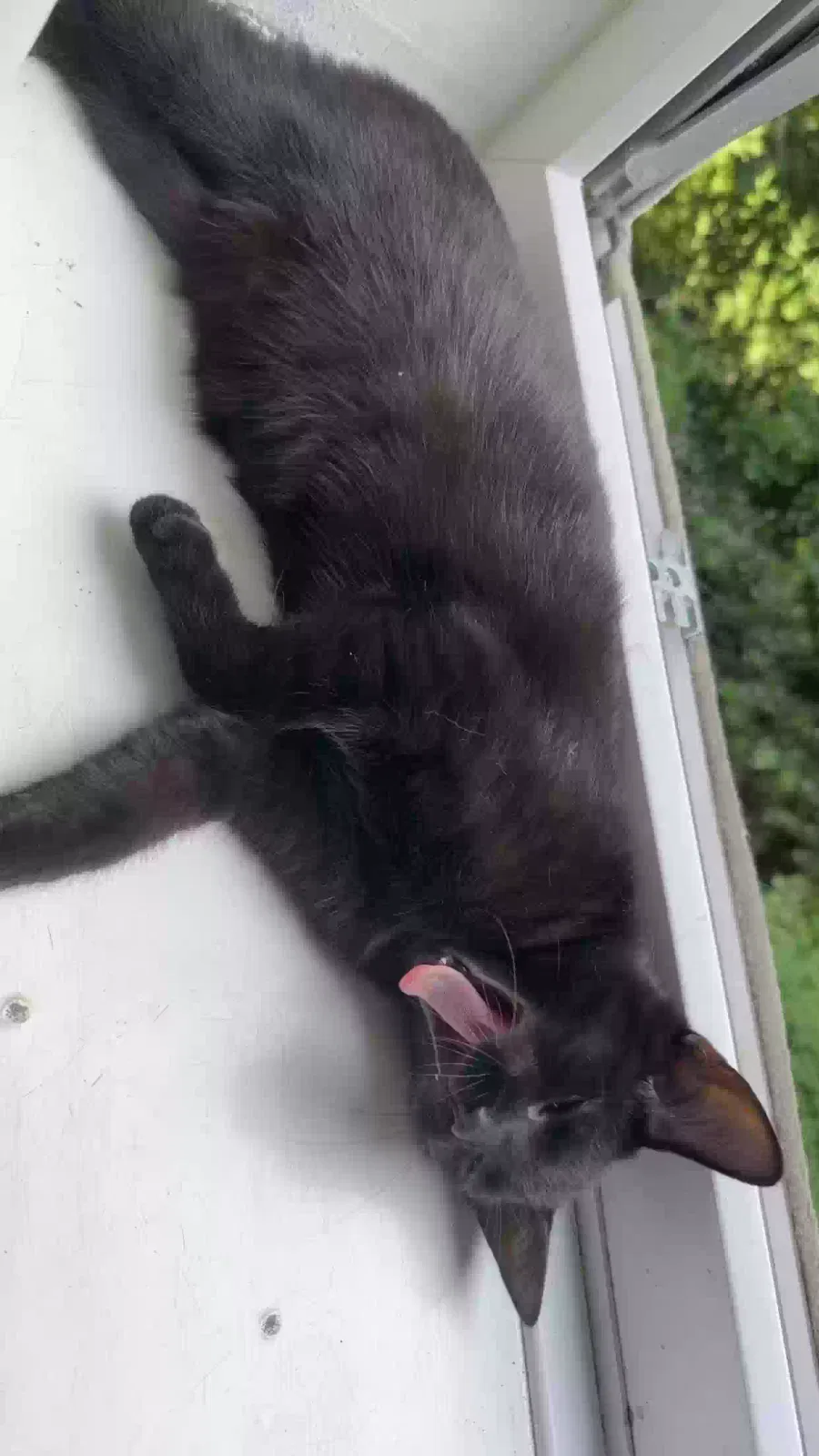 Kitty, Unknown Cat for adoption in London, England
