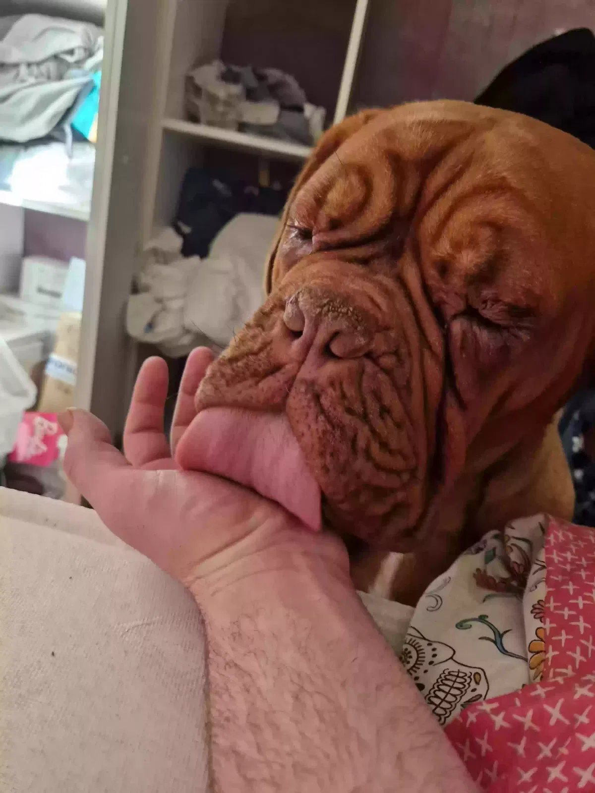 Xena, Dogue de bordeaux Dog for adoption in Glasgow, Scotland