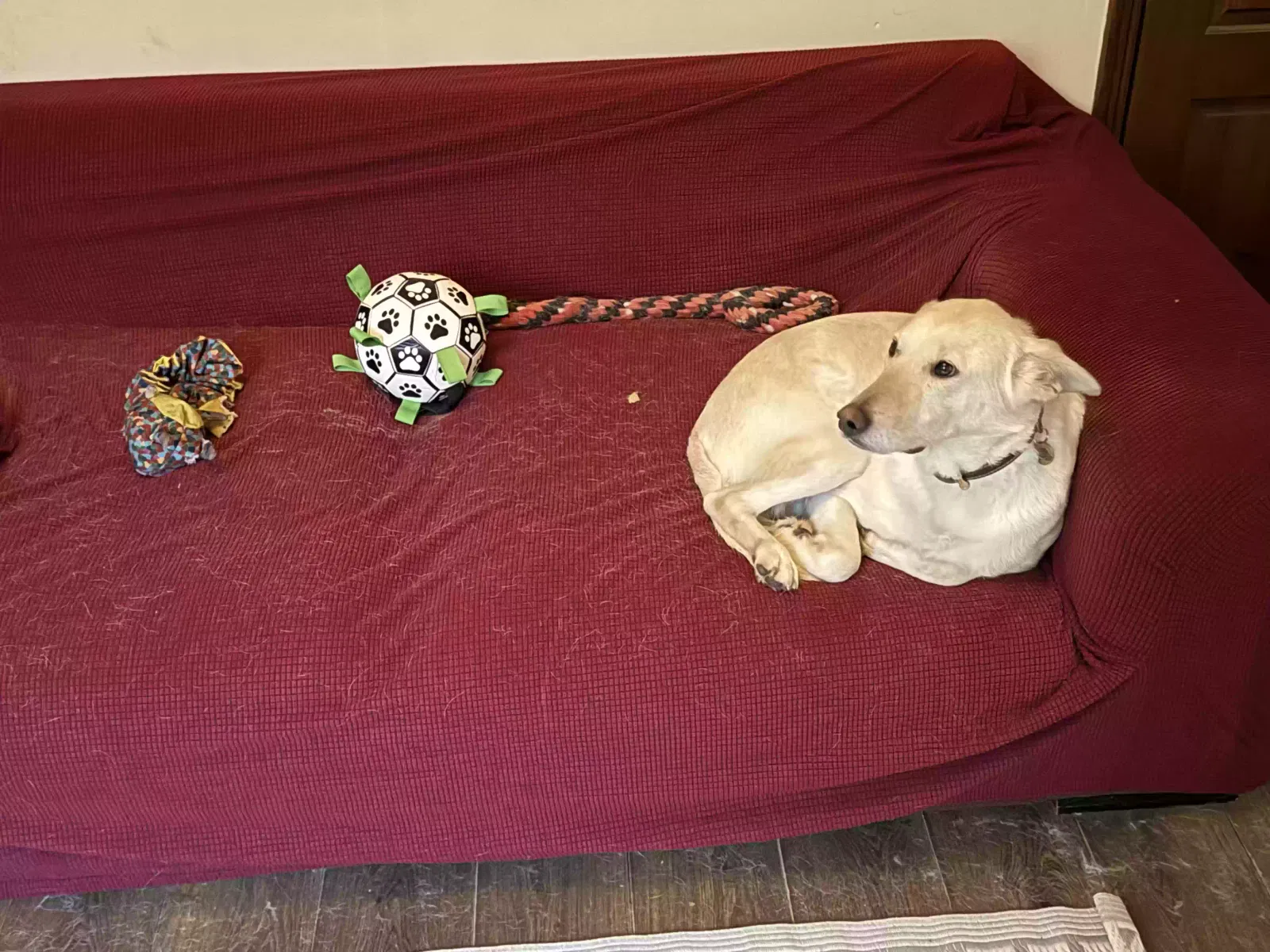 Samuel Whiskers, Romanian Dog for adoption in Norwich, England