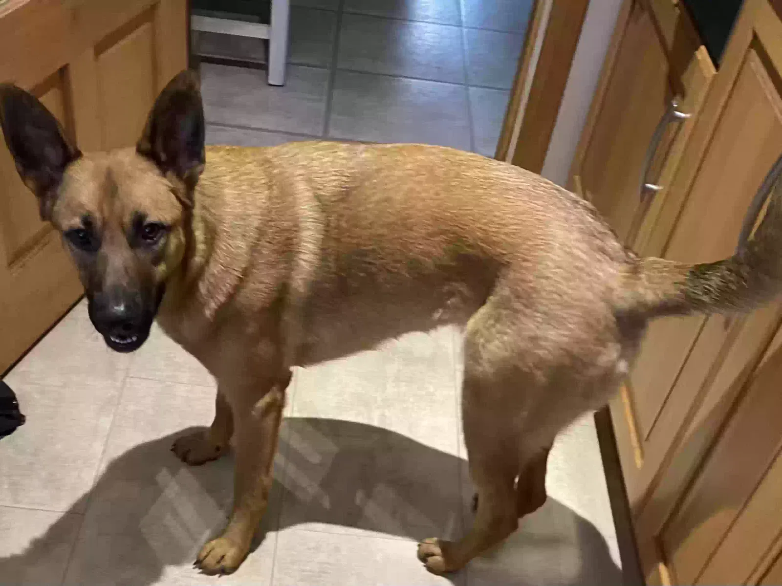 Kiera, Unknown Dog for adoption in Dundee, Scotland