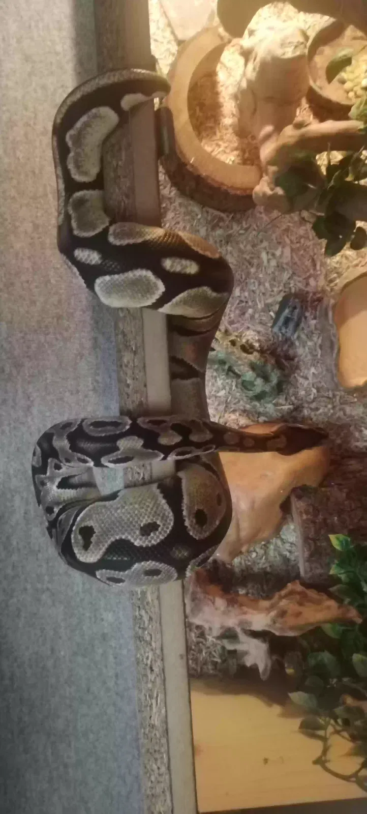 Alan, Ball Python Reptile for adoption in Bournemouth, England