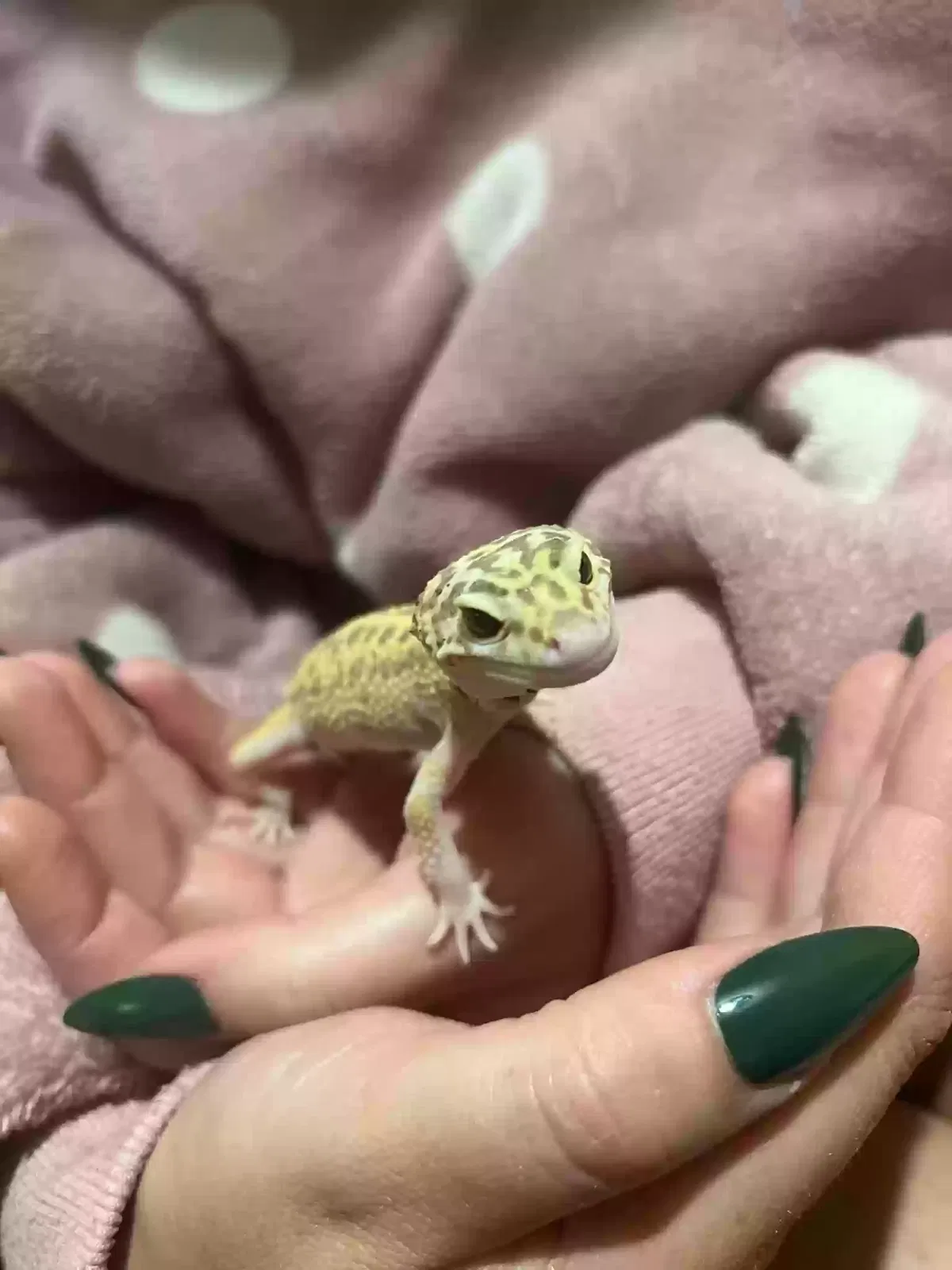 Peaches, Leopard gecko Reptile for adoption in Salisbury, England