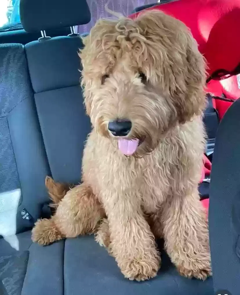 Teddy, Australian Labradoodle Dog for adoption in Edinburgh, Scotland