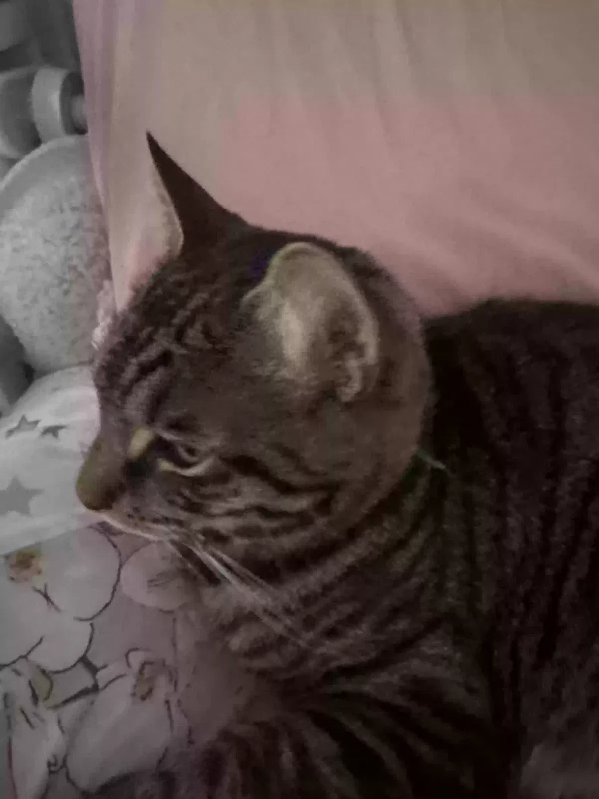 bruno, tabby Cat for adoption in Portsmouth, England