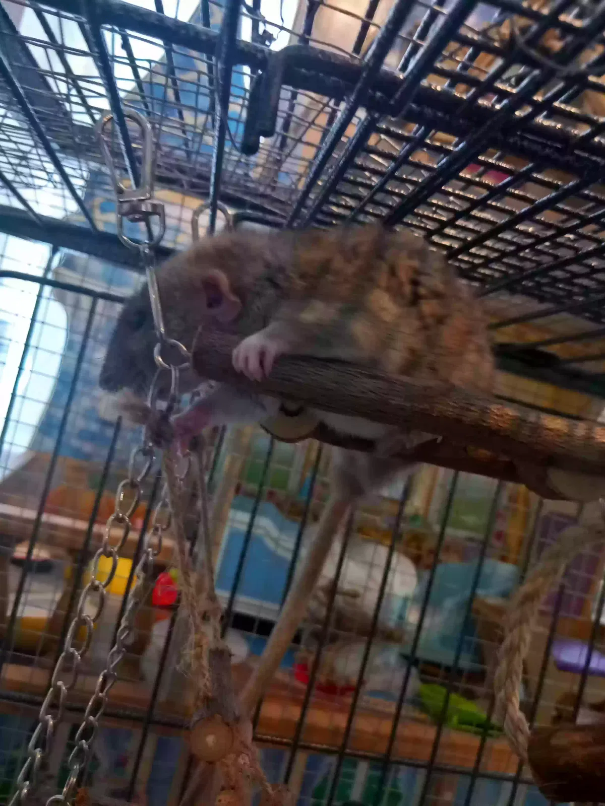 Annie and Scraggles, Rats Pet for adoption in Lincoln, England