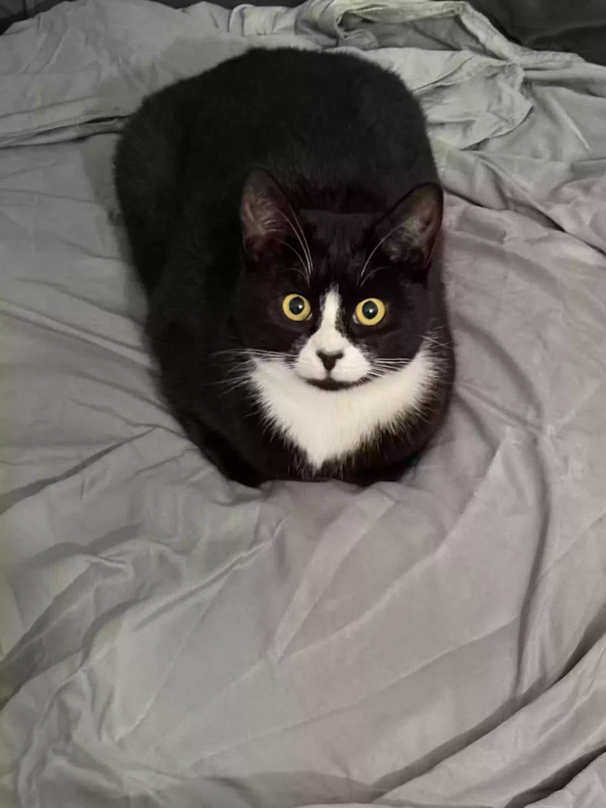 Baby, Unknown Cat for adoption in Portsmouth, England