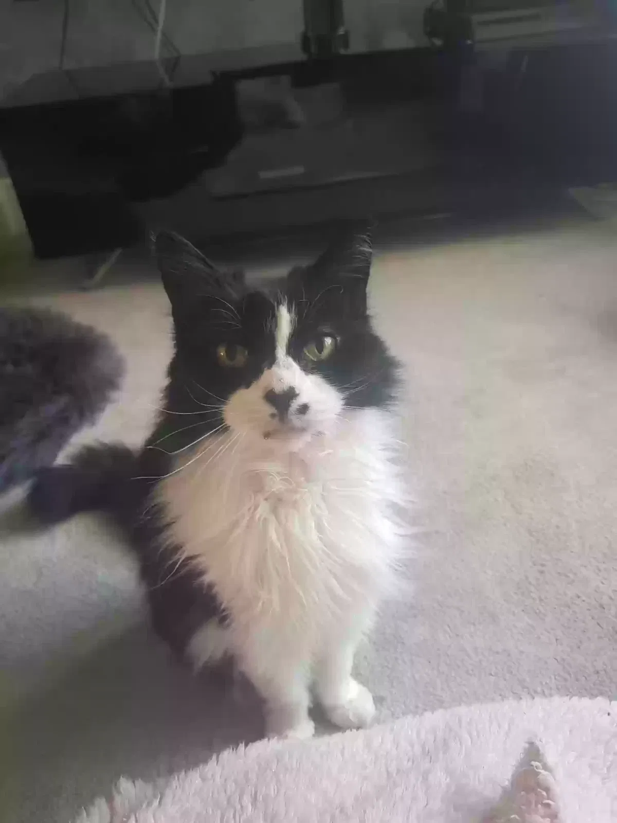 Uno, Long haired cat Cat for adoption in Portsmouth, England