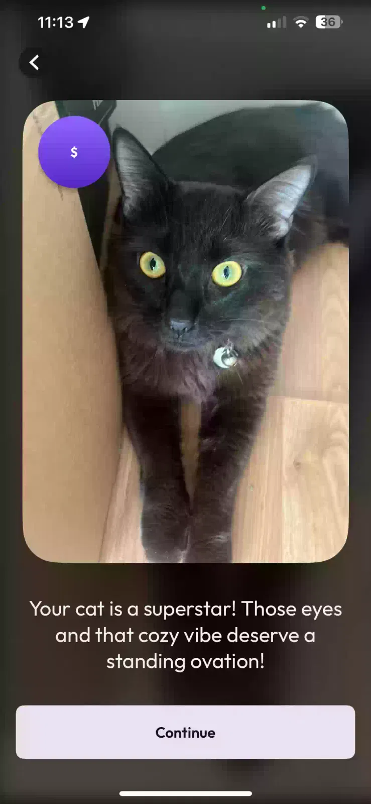Aries, Unknown Cat for adoption in London, England