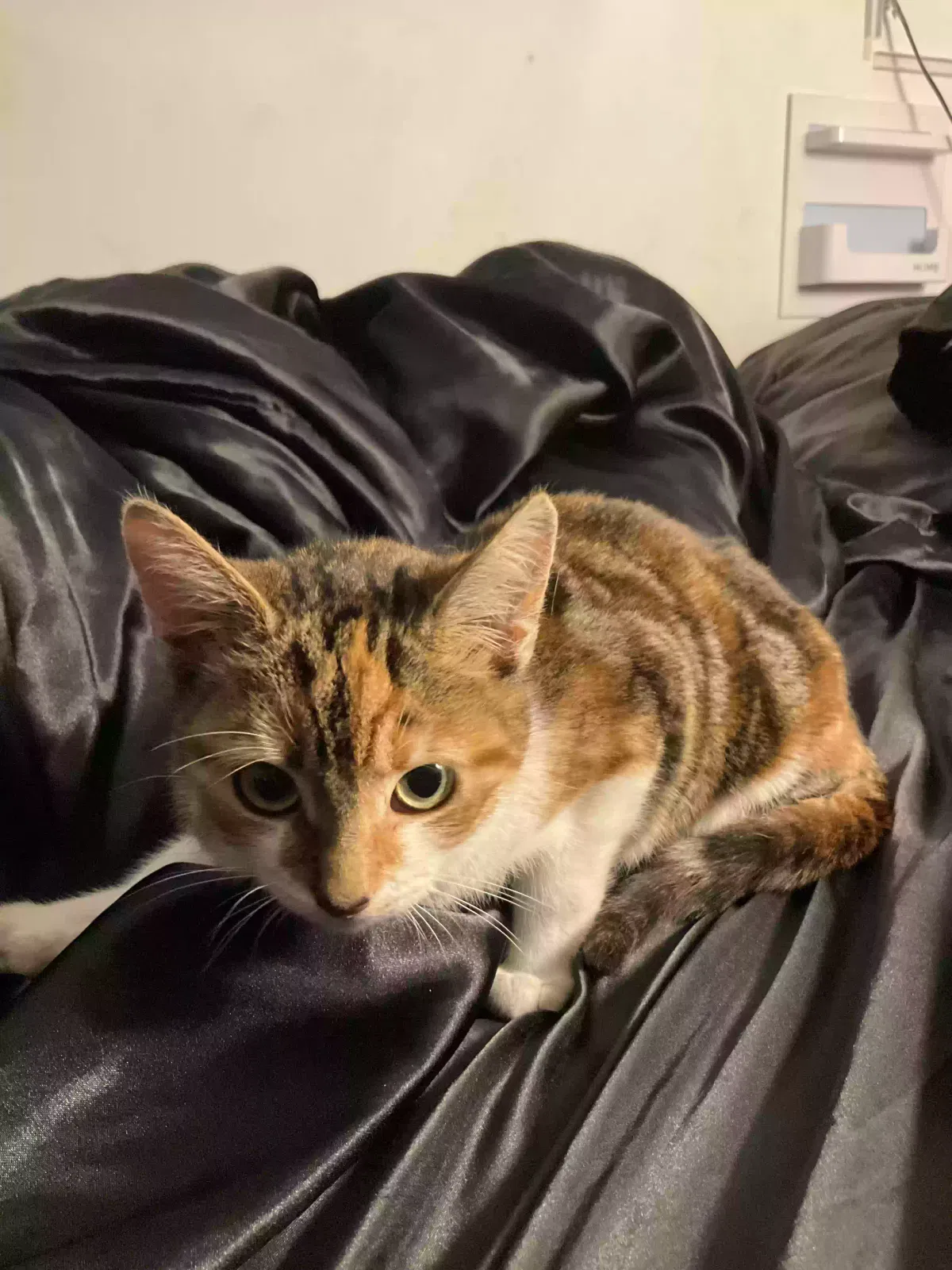 Aura, Calico Cat for adoption in London, England