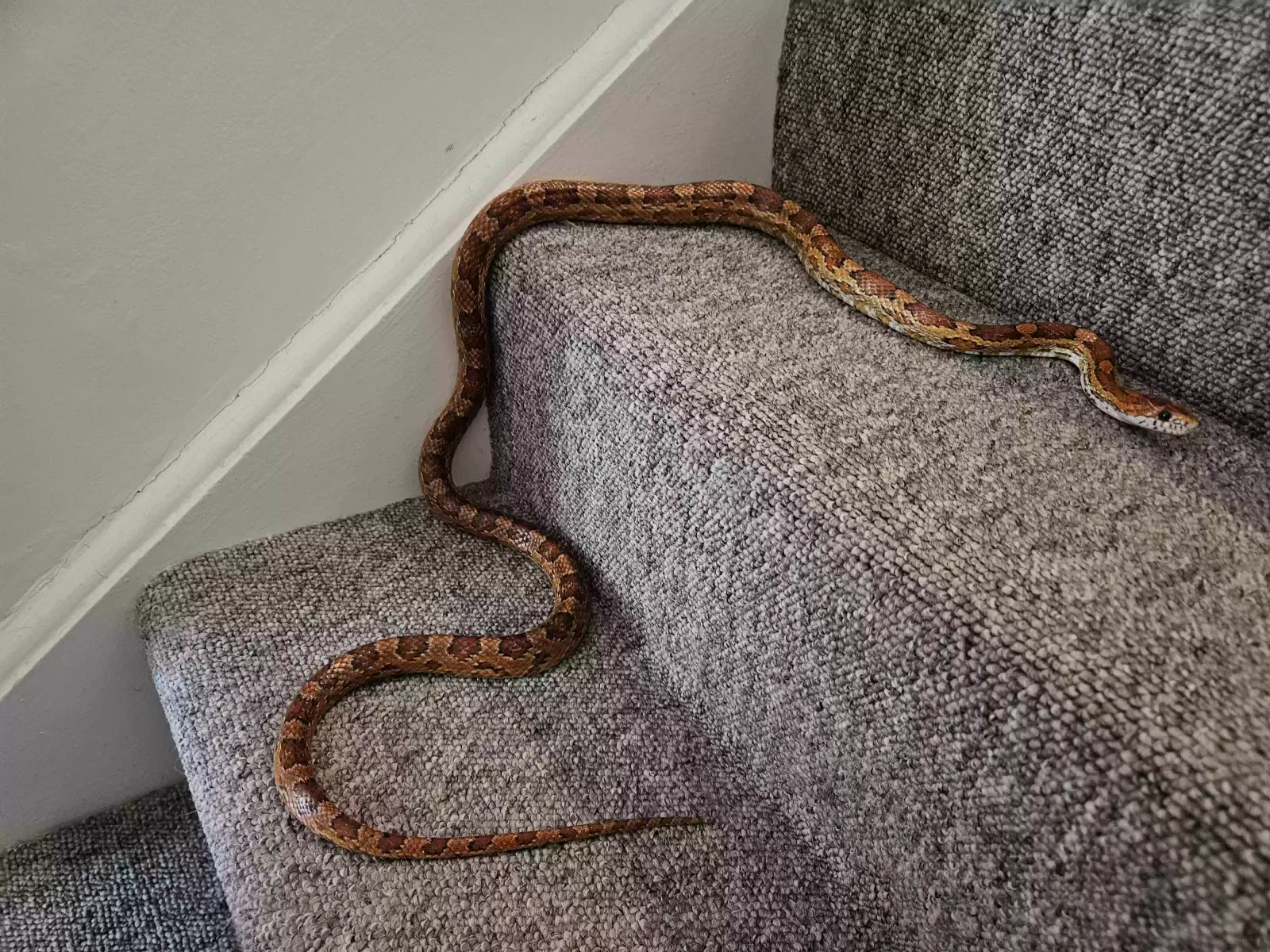 Rio, Cornsnake Reptile for adoption in Salisbury, England