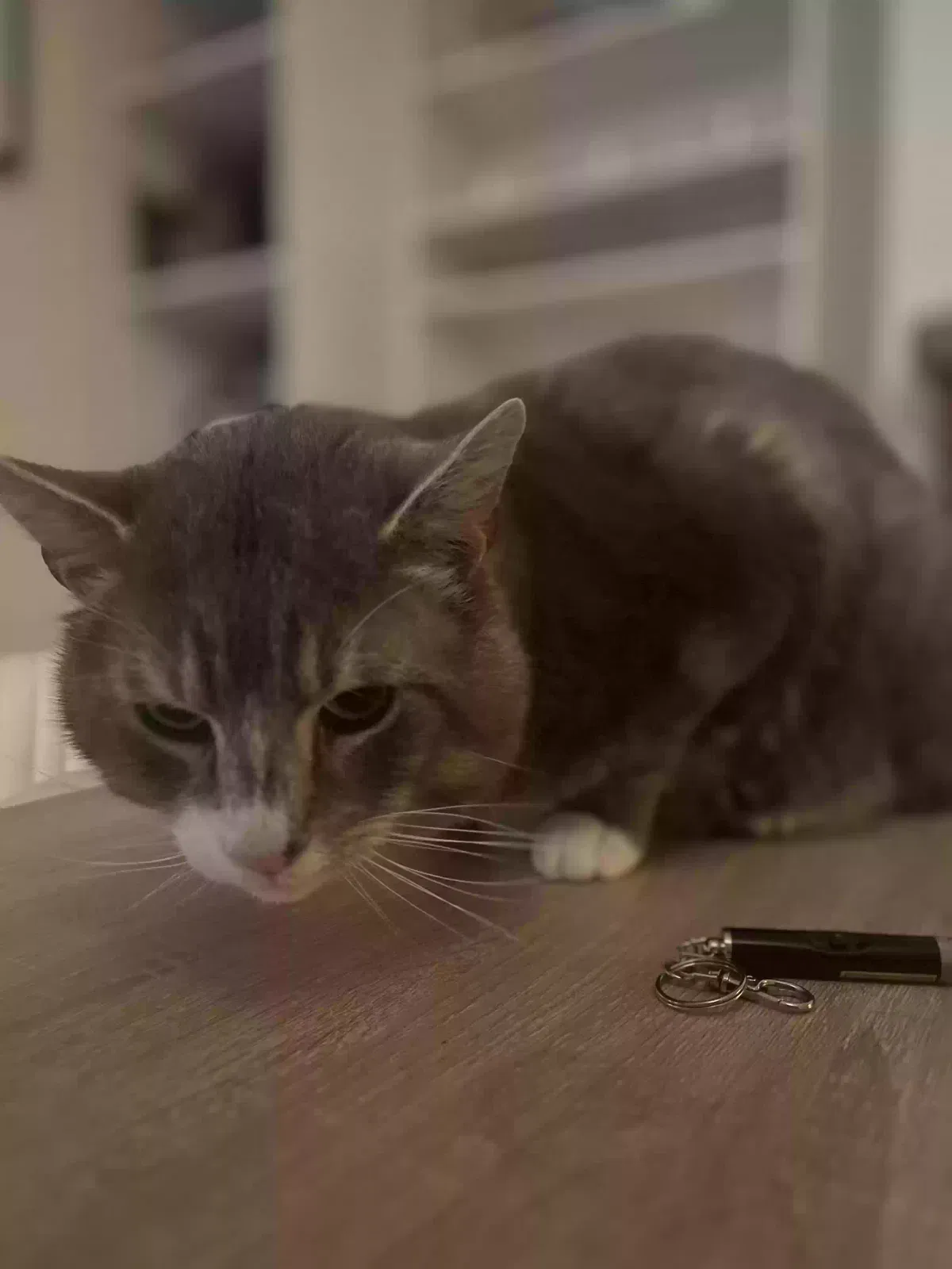 Gandalf, Unknown Cat for adoption in Portsmouth, England