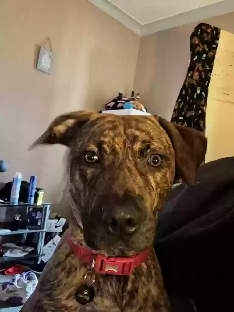 Skylar, American Staffordshire bull terrier Dog for adoption in Glasgow, Scotland