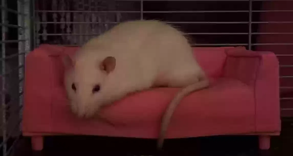 Sparkle queen, Unknown Pet for adoption in Leeds, England
