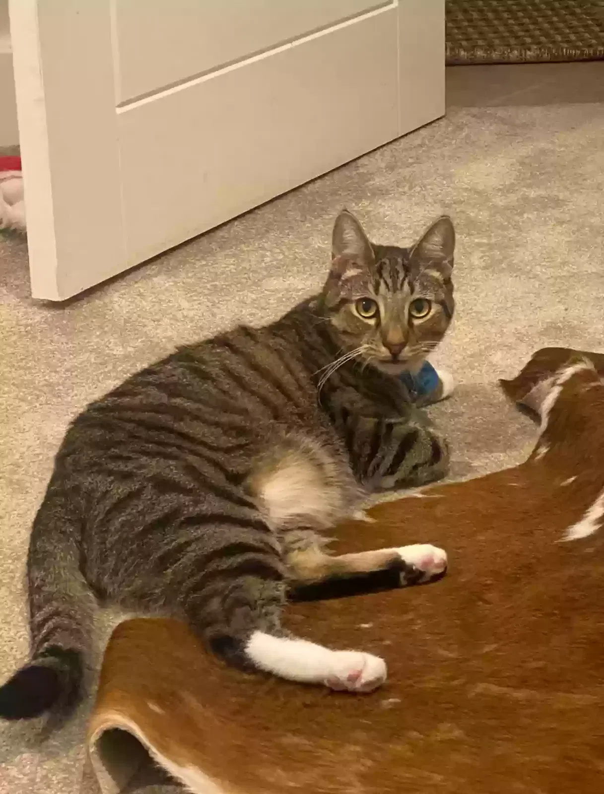 Jack, Domestic Shorthairs Cat for adoption in Portsmouth, England