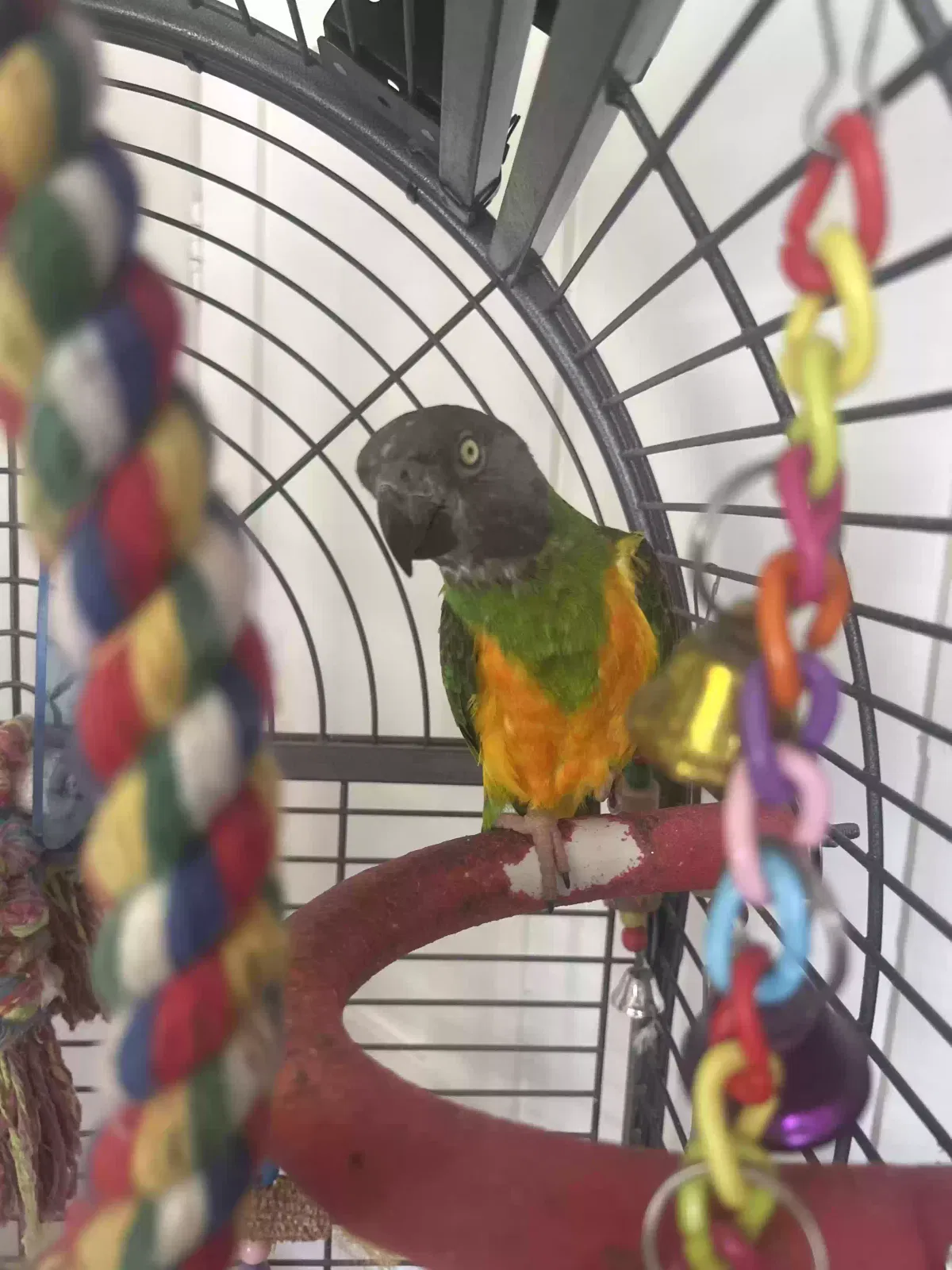 Max, Unknown Bird for adoption in Gloucester, England