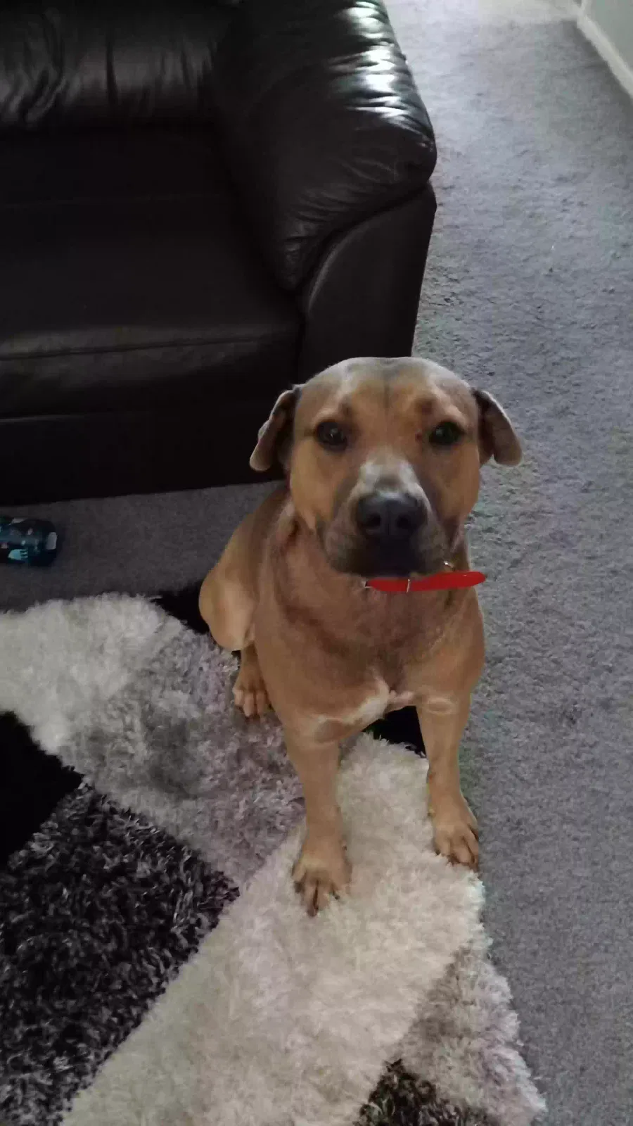 Dog, Staffy cross shar pei Dog for adoption in Durham, England